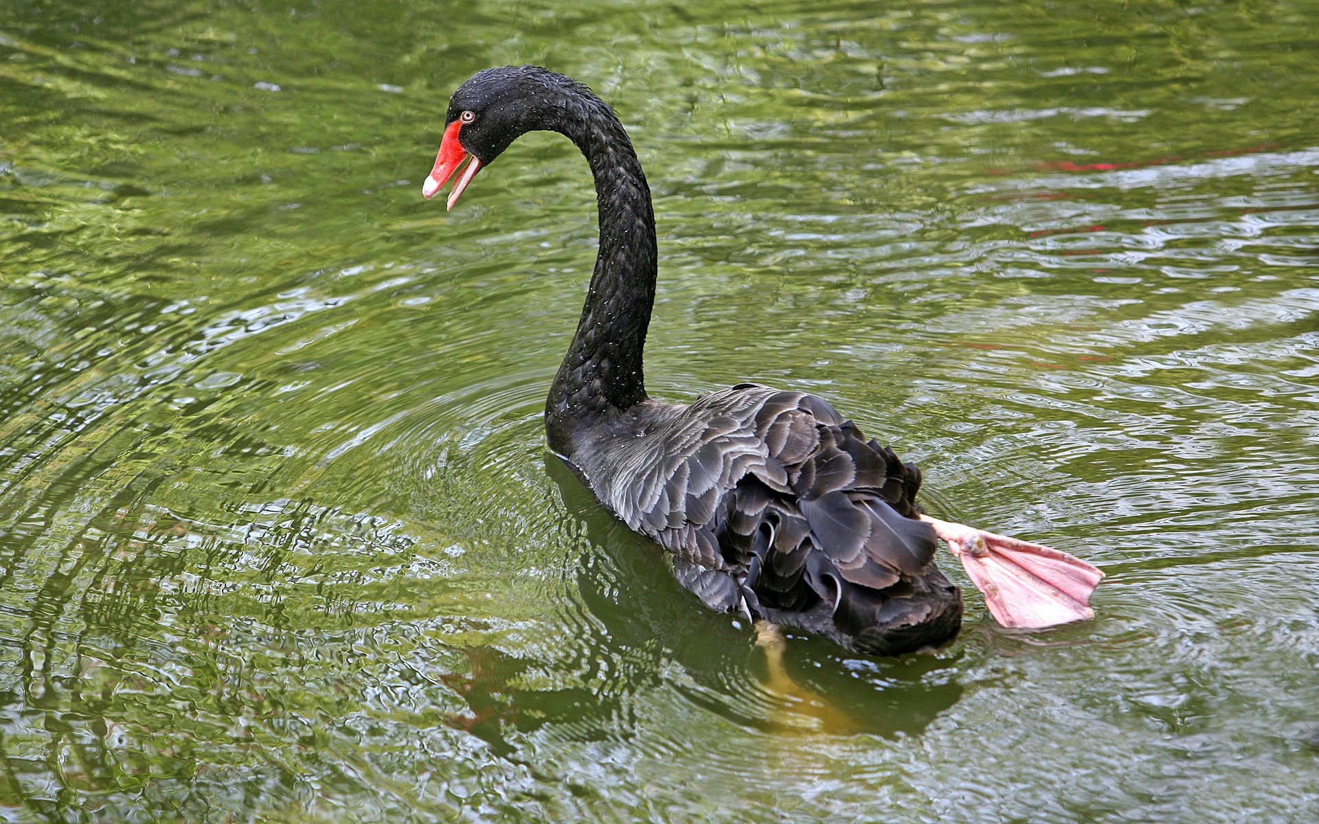 Black Swan Wallpaper - 1920x1200 Wallpaper Black Swan Wallpaper - 1920x1200 Wallpaper