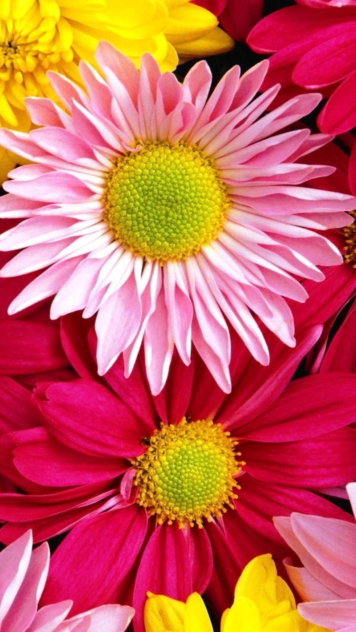 Flowers - HD Wallpaper 
