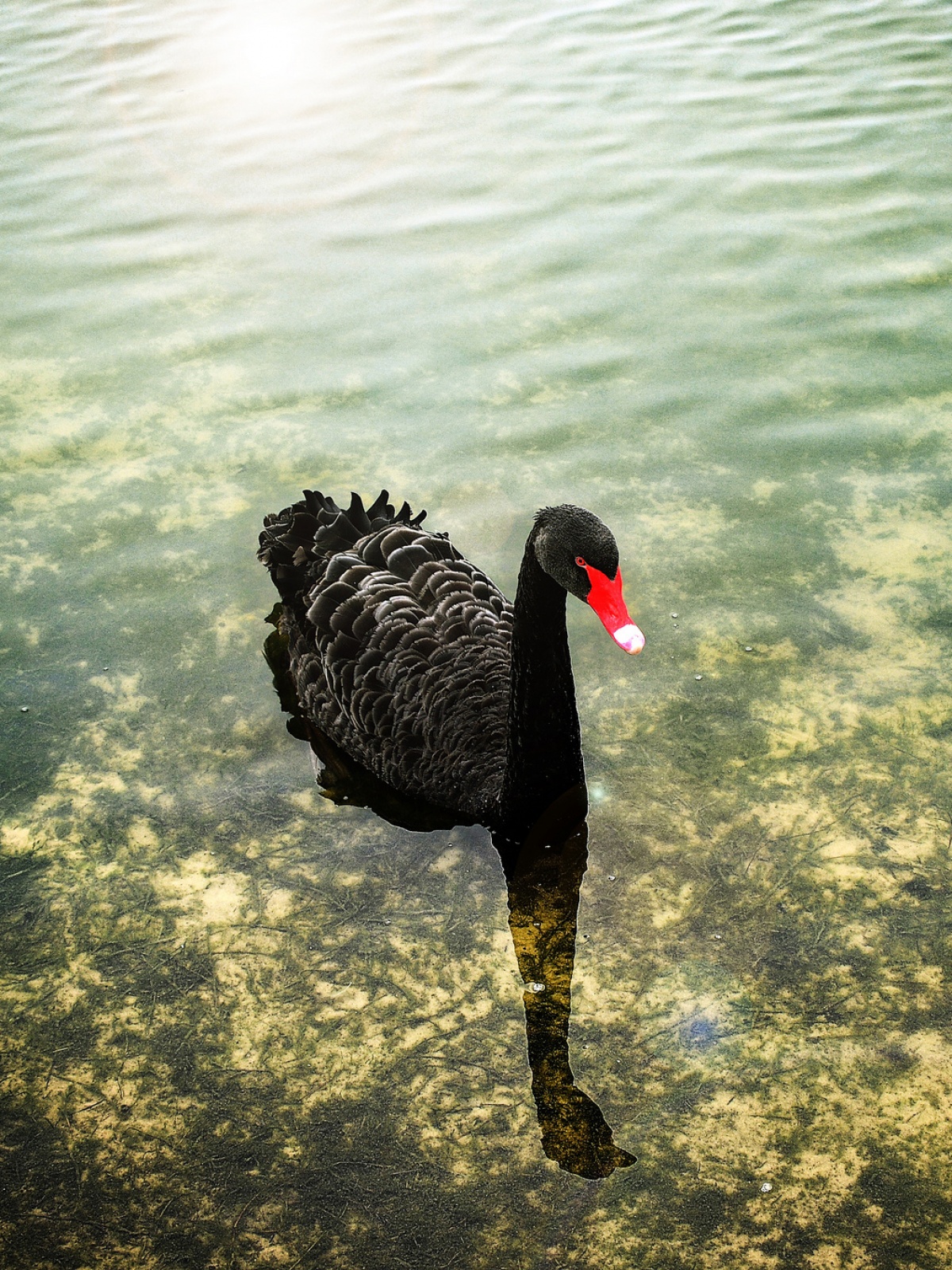 Tivi Toshiba 65 Inch - HD Wallpaper 