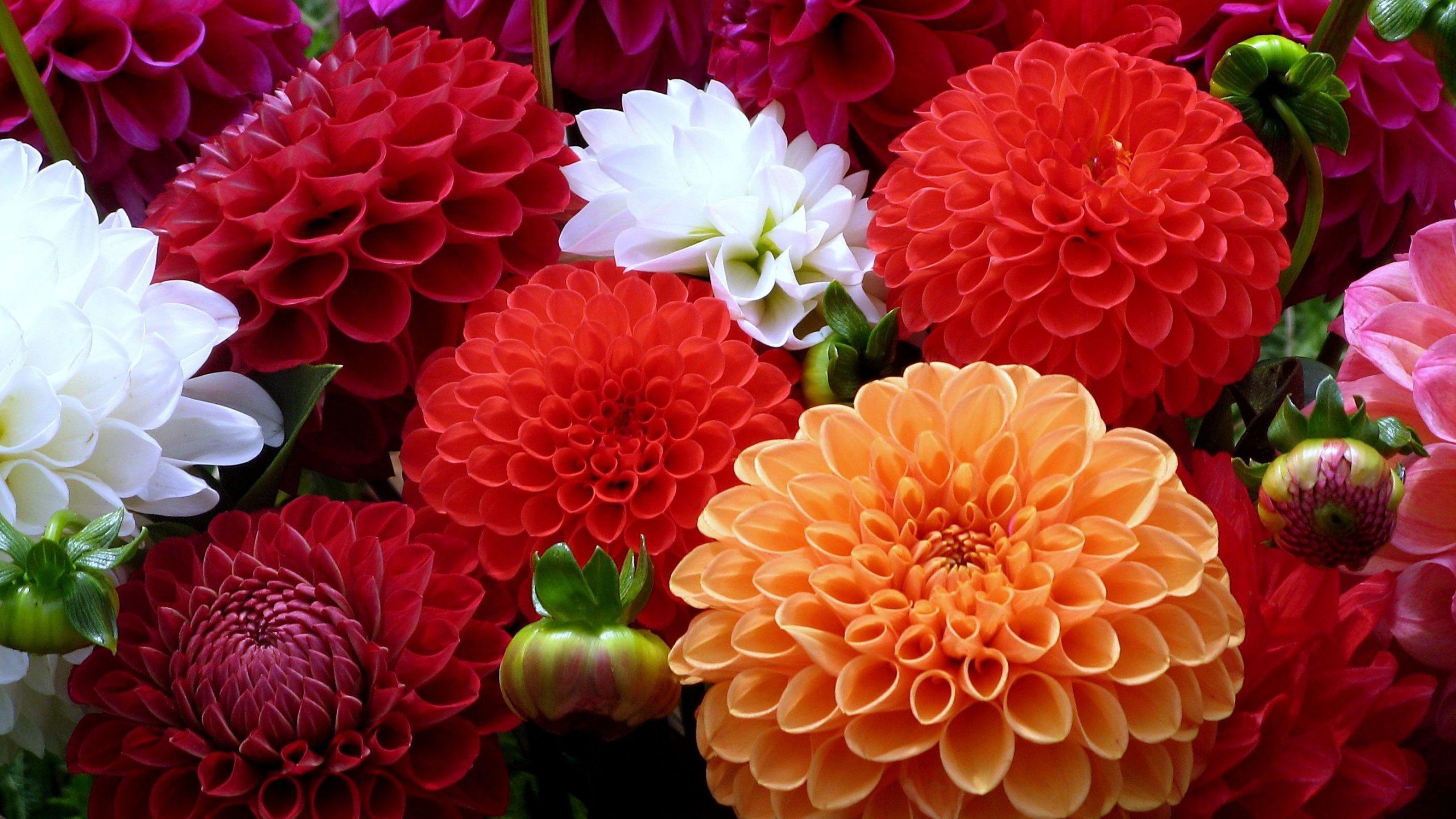 Agriculture Of Flowers - HD Wallpaper 