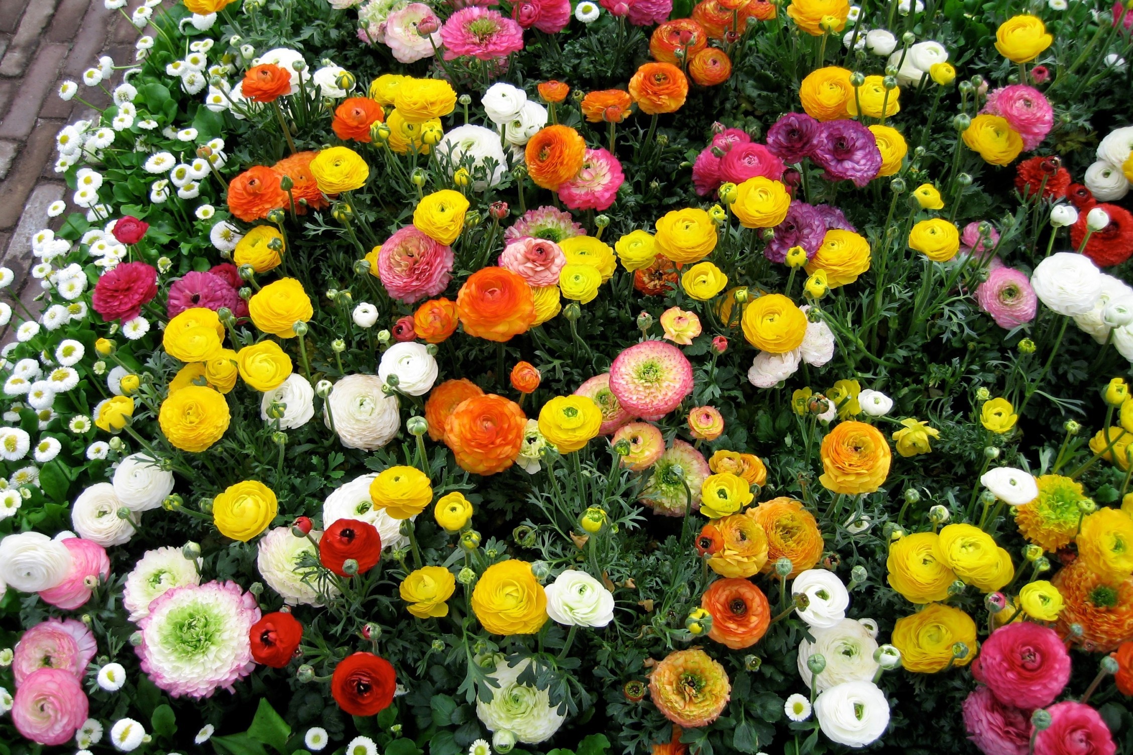 Ranuncula, Colorful Flowers - HD Wallpaper 