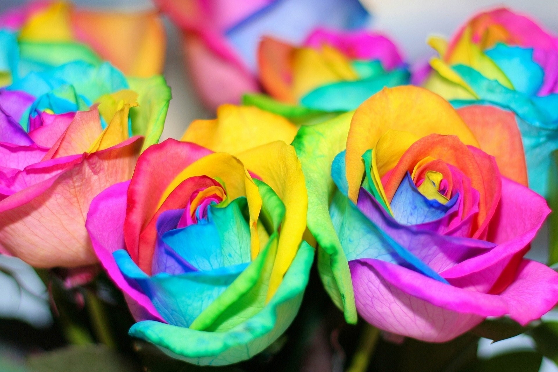 Colorful Flowers Rainbow Roses Beautiful Flower Rainbow - Rainbow Roses Background - HD Wallpaper 