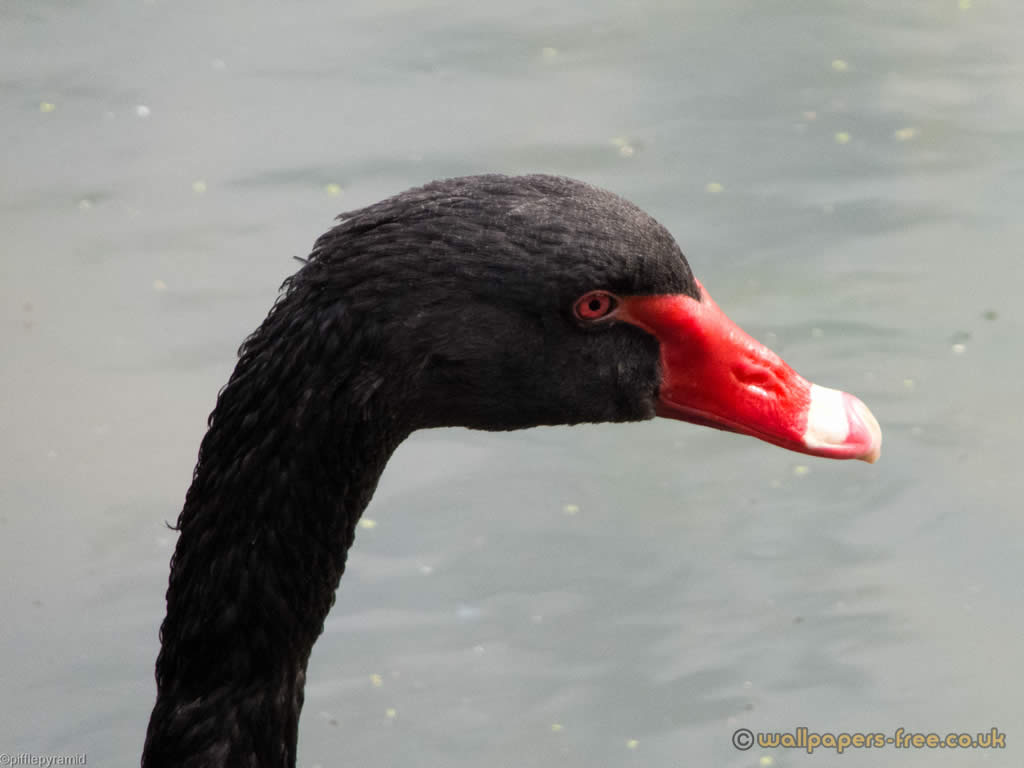Head Of Black Swan - Black Swan - HD Wallpaper 