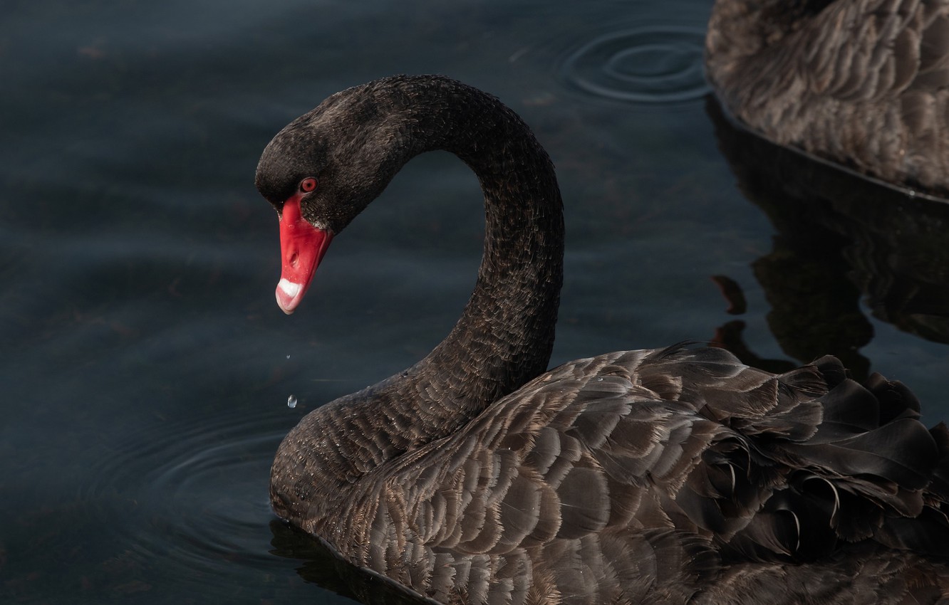 Photo Wallpaper Water, Bird, Swan, Black Swan - Black Swan - HD Wallpaper 