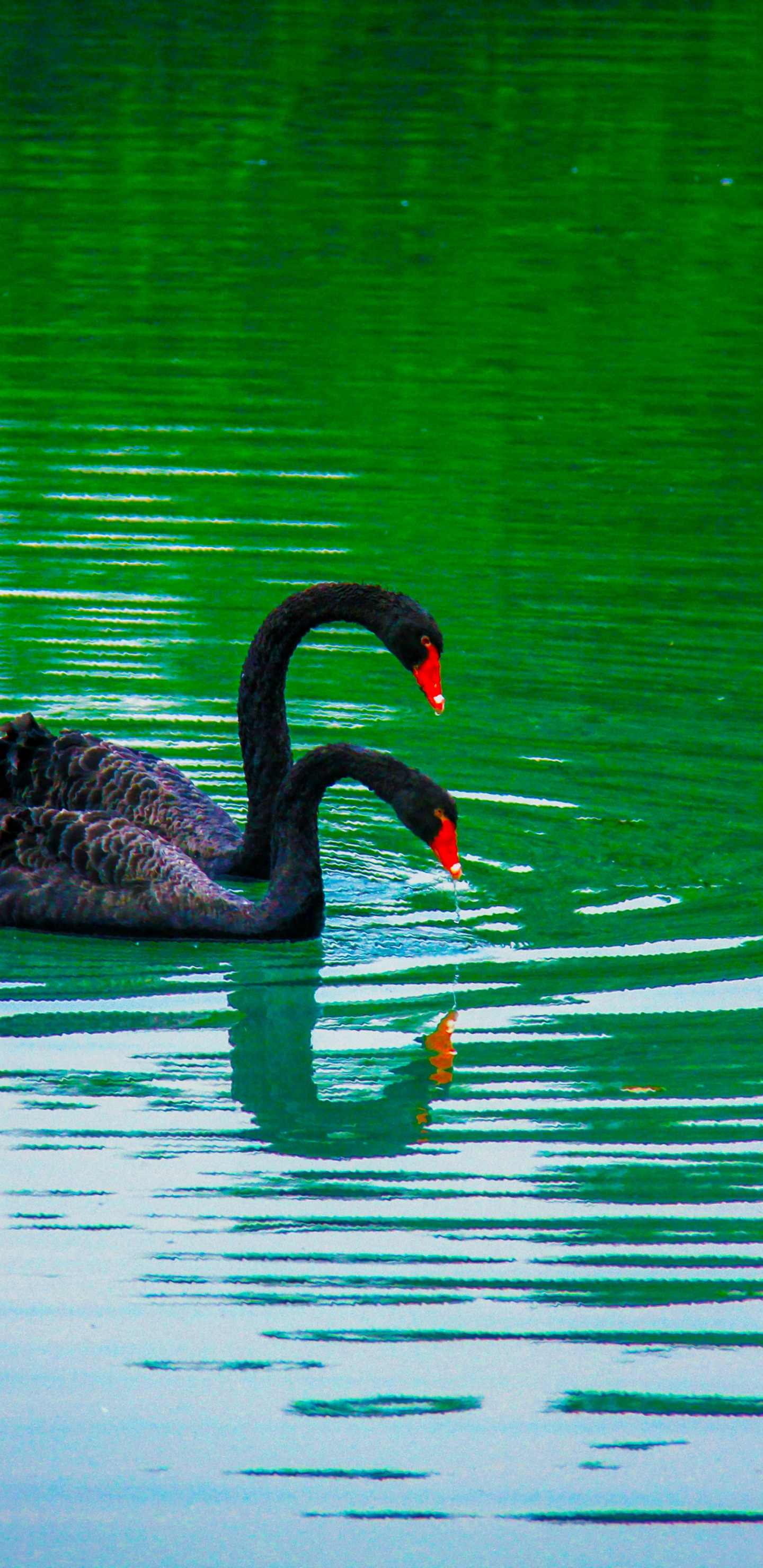 Android - HD Wallpaper 