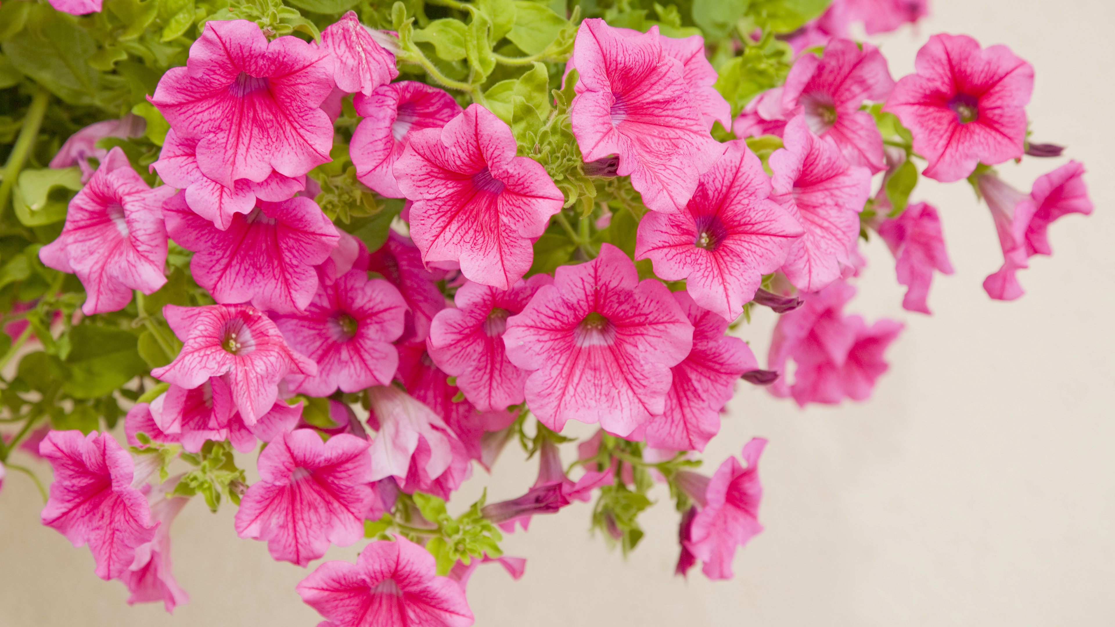 Kalai Vanakkam With Flowers - HD Wallpaper 