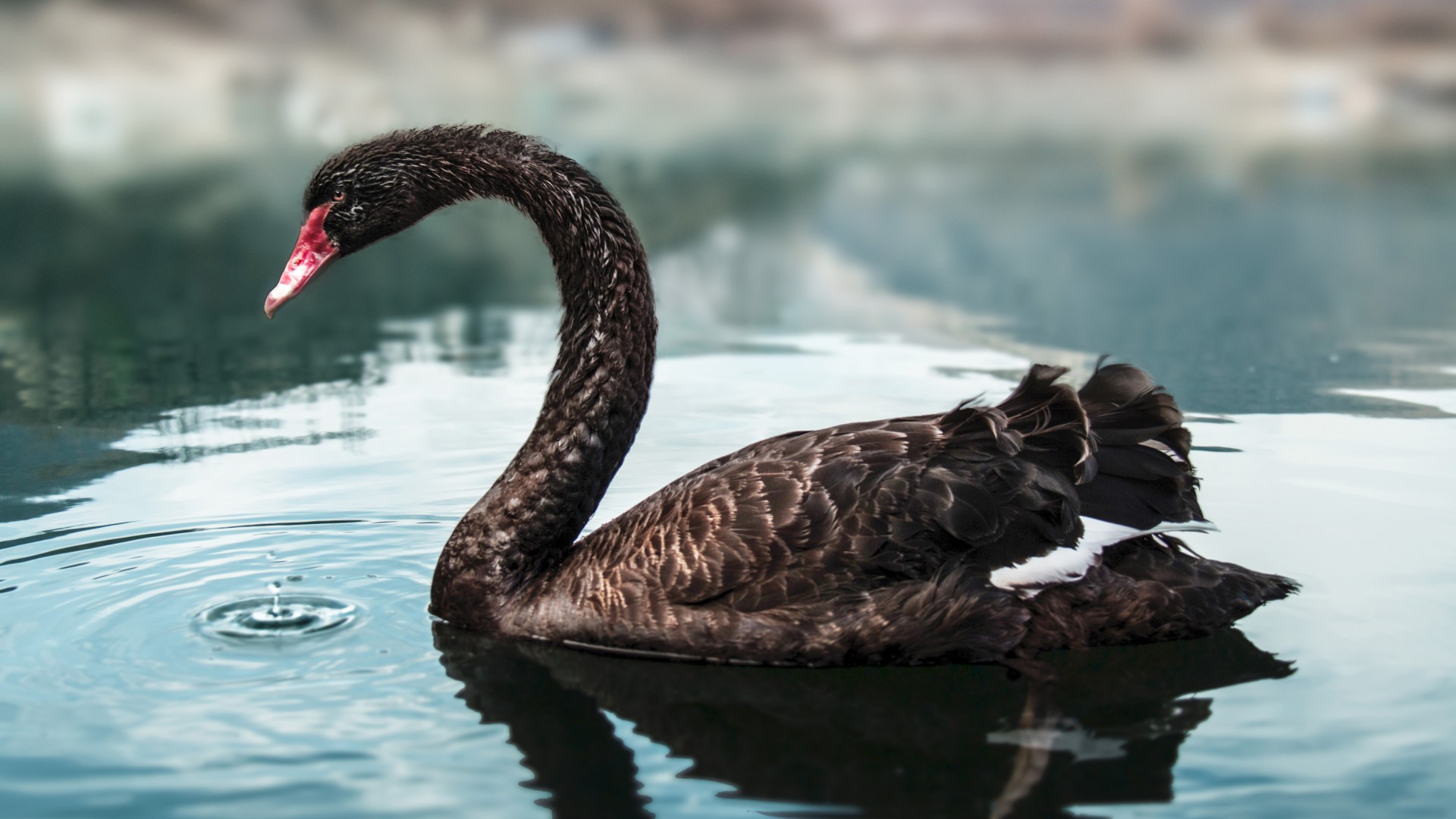 Beautiful Black Swan Bird - HD Wallpaper 