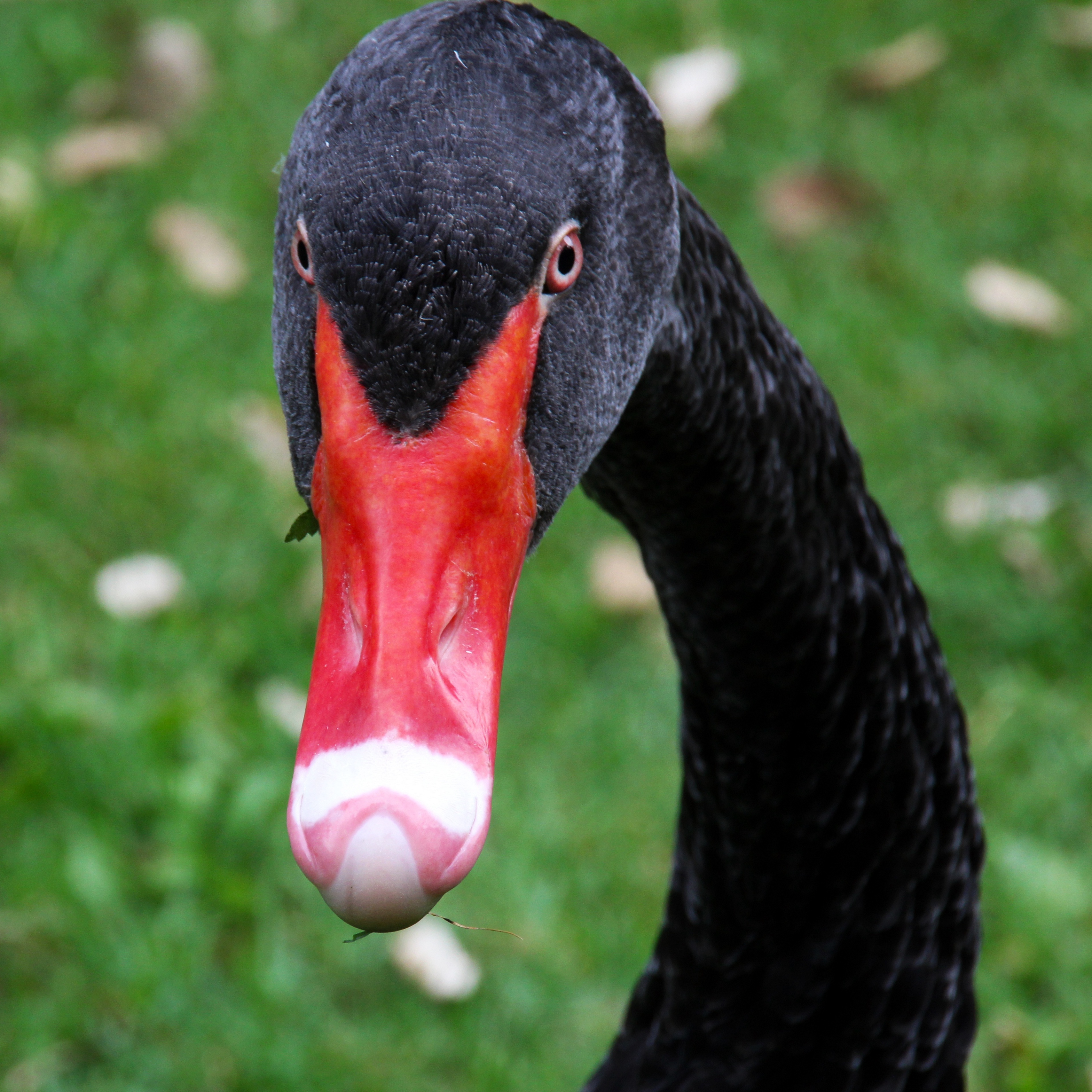 Wallpaper Black Swan, Bird, Beak - Swans - HD Wallpaper 