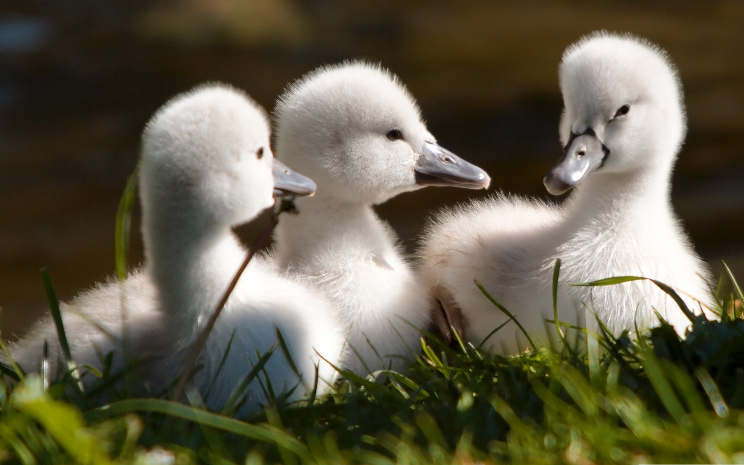 Swan Cute Bird Wallpaper 
 Data Src Swan Wallpaper - Beautiful Images Of Swans - HD Wallpaper 