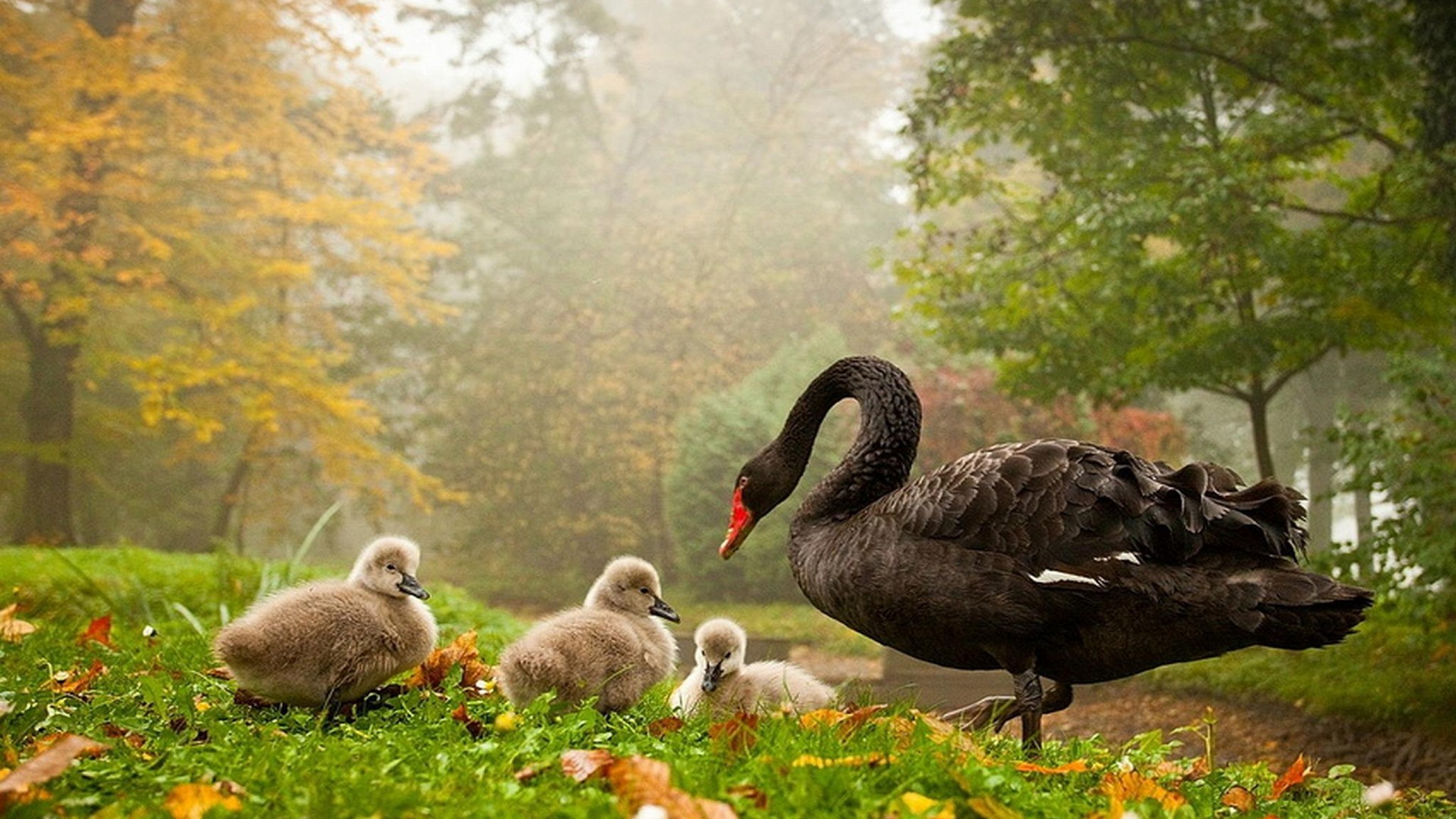 Beautiful Natural Animal Photography - HD Wallpaper 