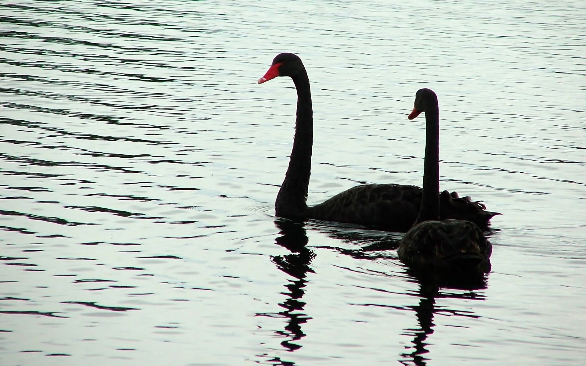 Black Swans - HD Wallpaper 