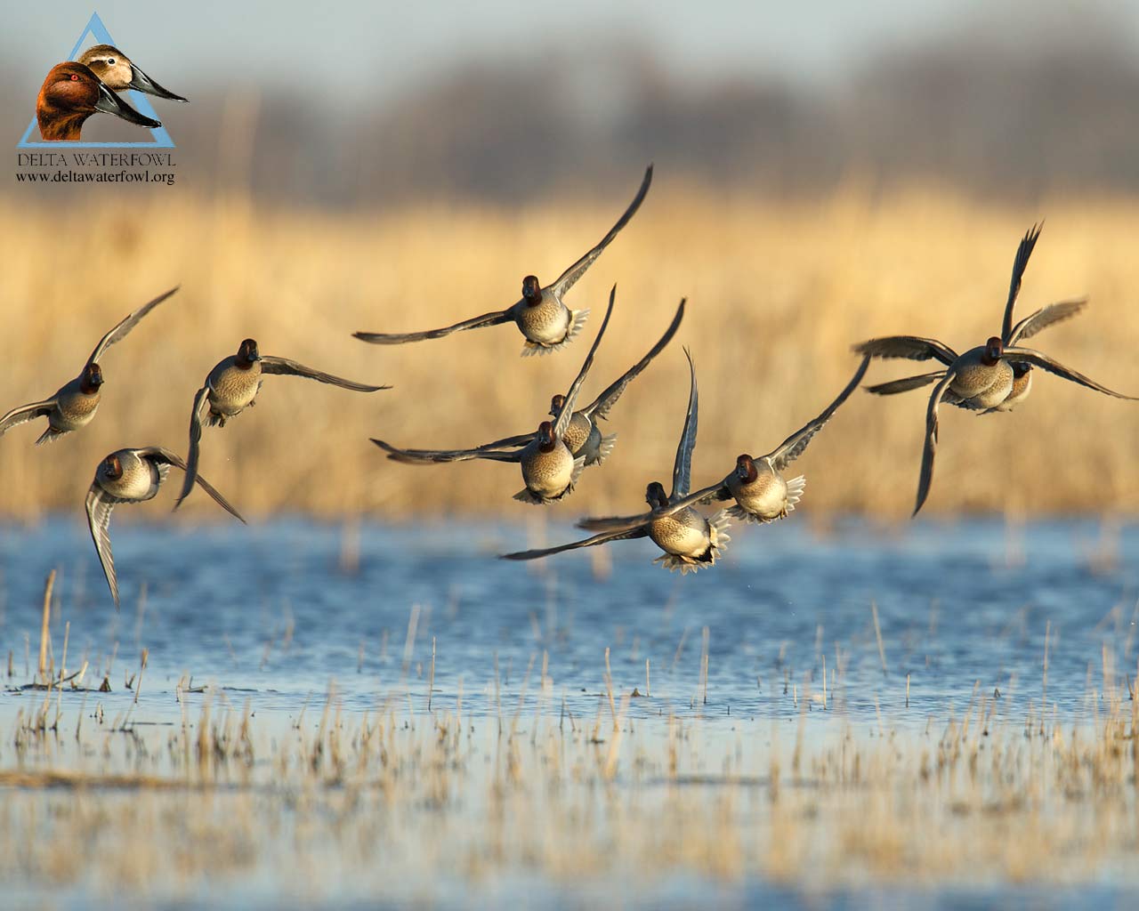 Bow Hunting Wallpaper - Duck Hunting Wallpaper Hd - HD Wallpaper 