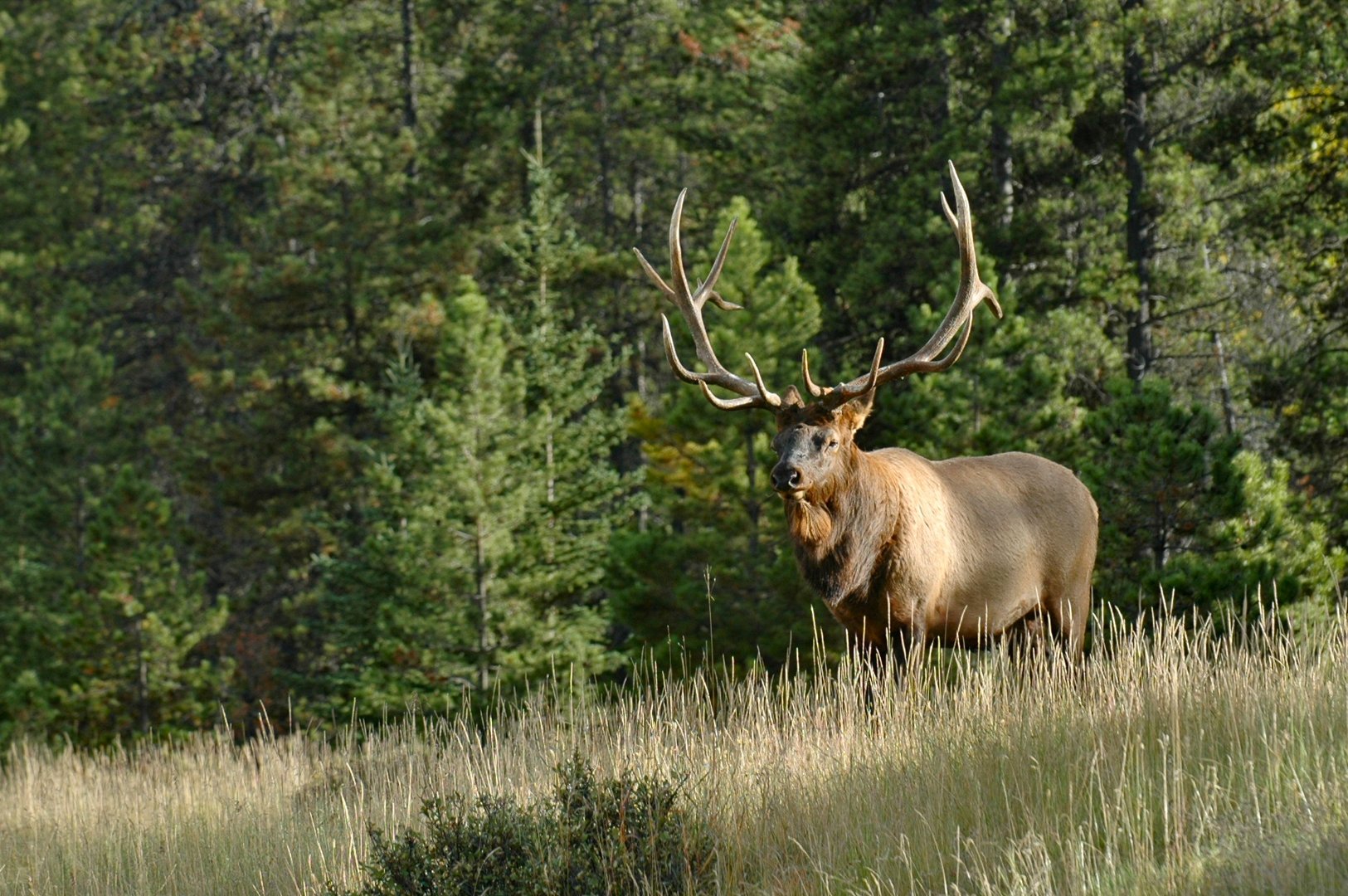 Elk Season - Elk - HD Wallpaper 