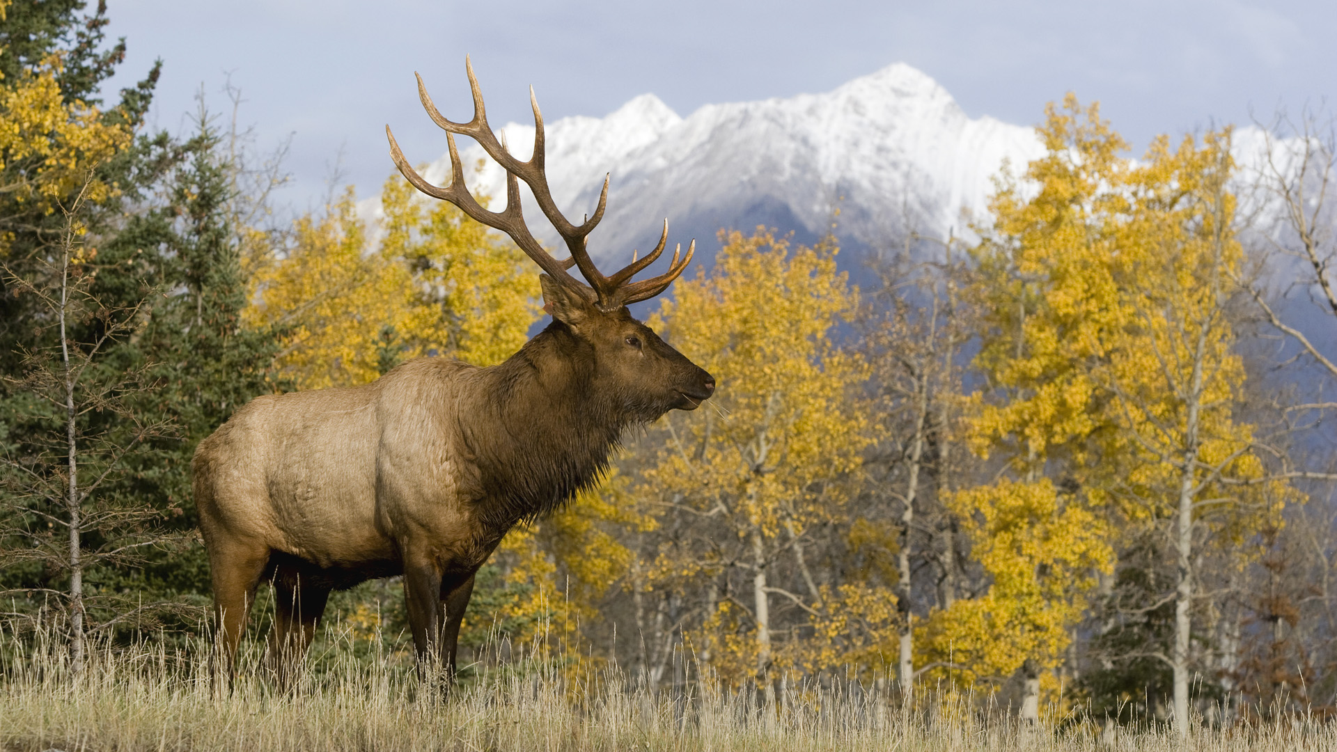 Photos Hd Deer Hunting - Elk Hunting Wallpaper Hd - HD Wallpaper 