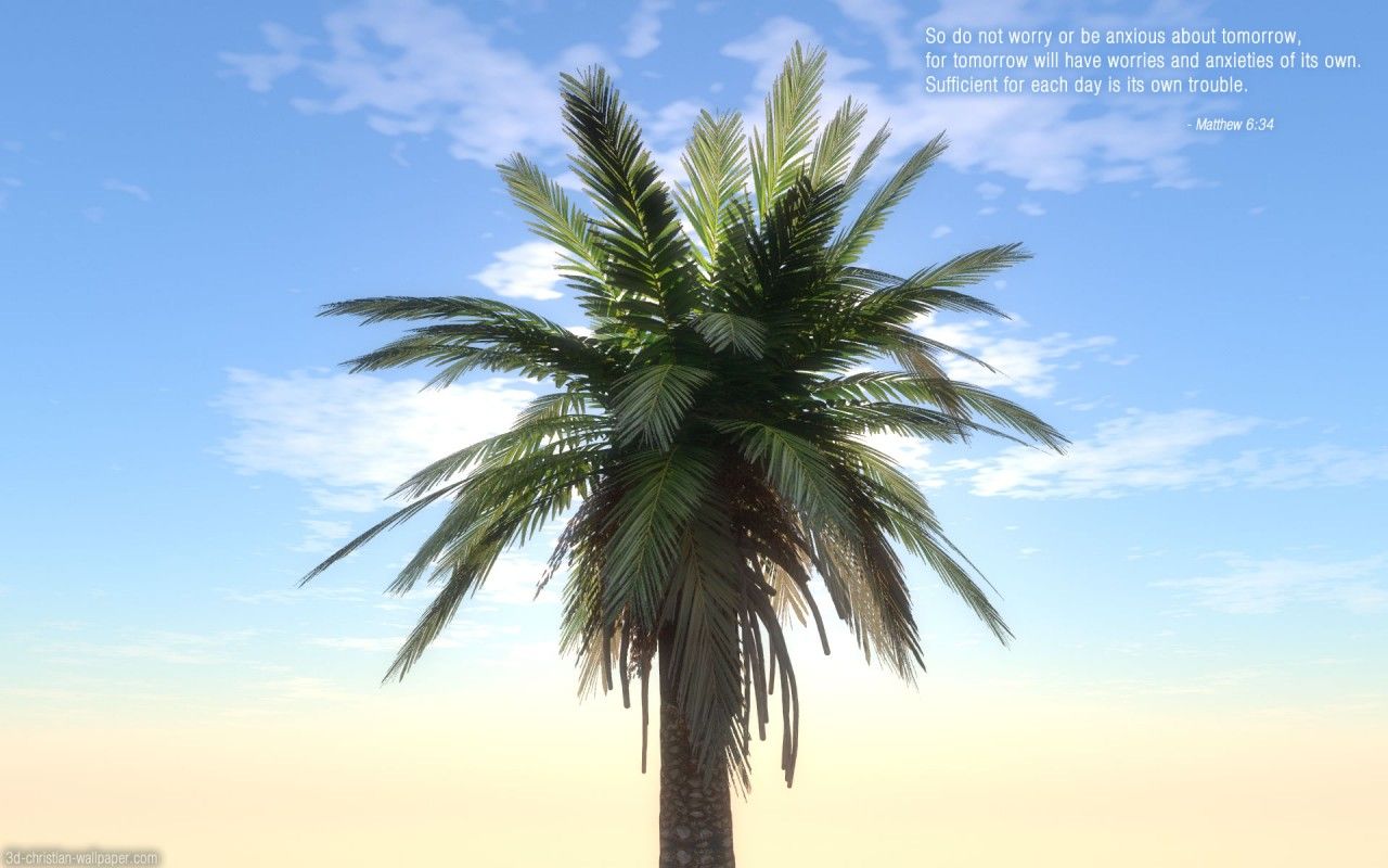 Attalea Speciosa - HD Wallpaper 