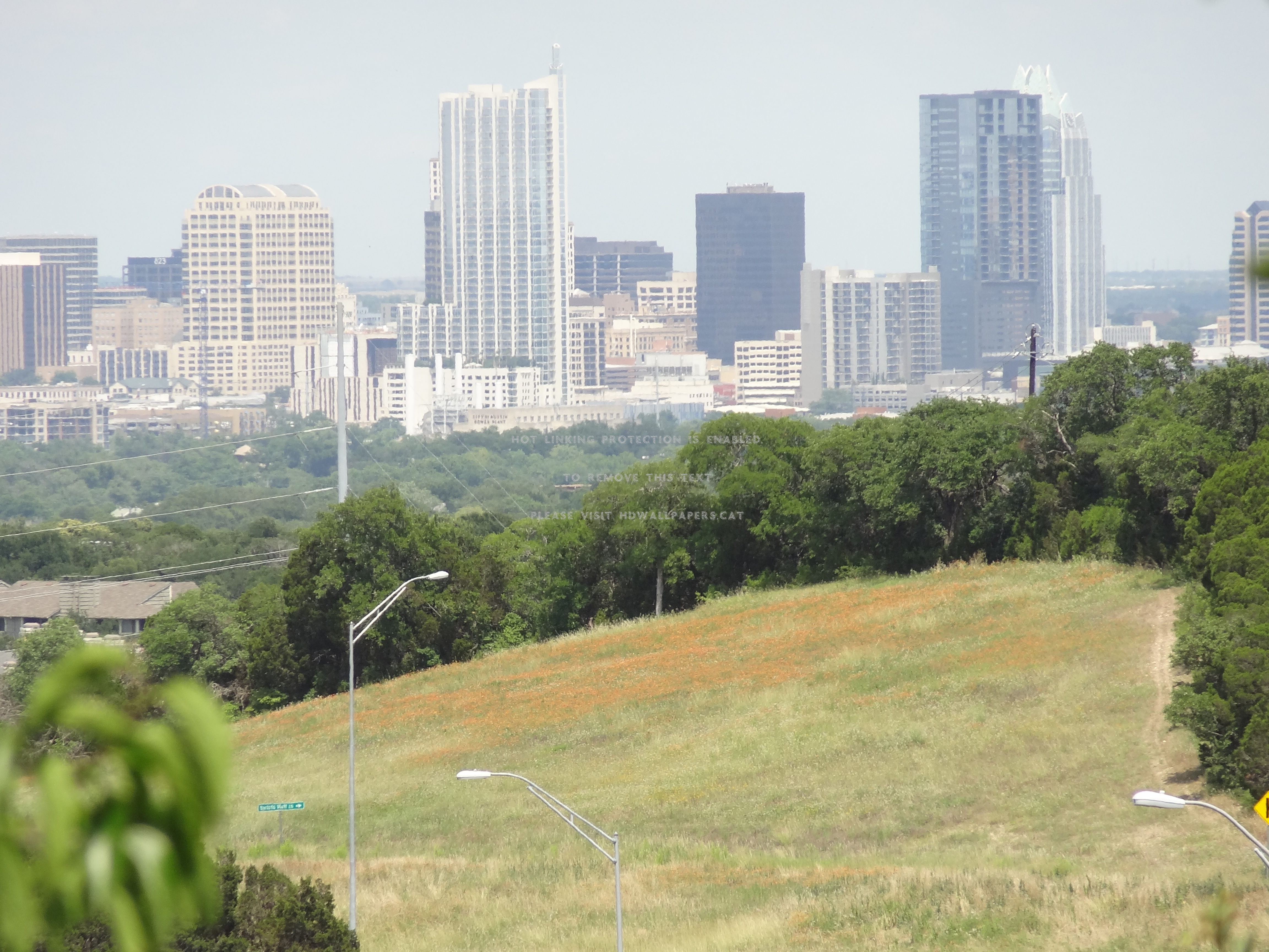 Austin Texas Trees Tx Skyline Grass - Tree - HD Wallpaper 