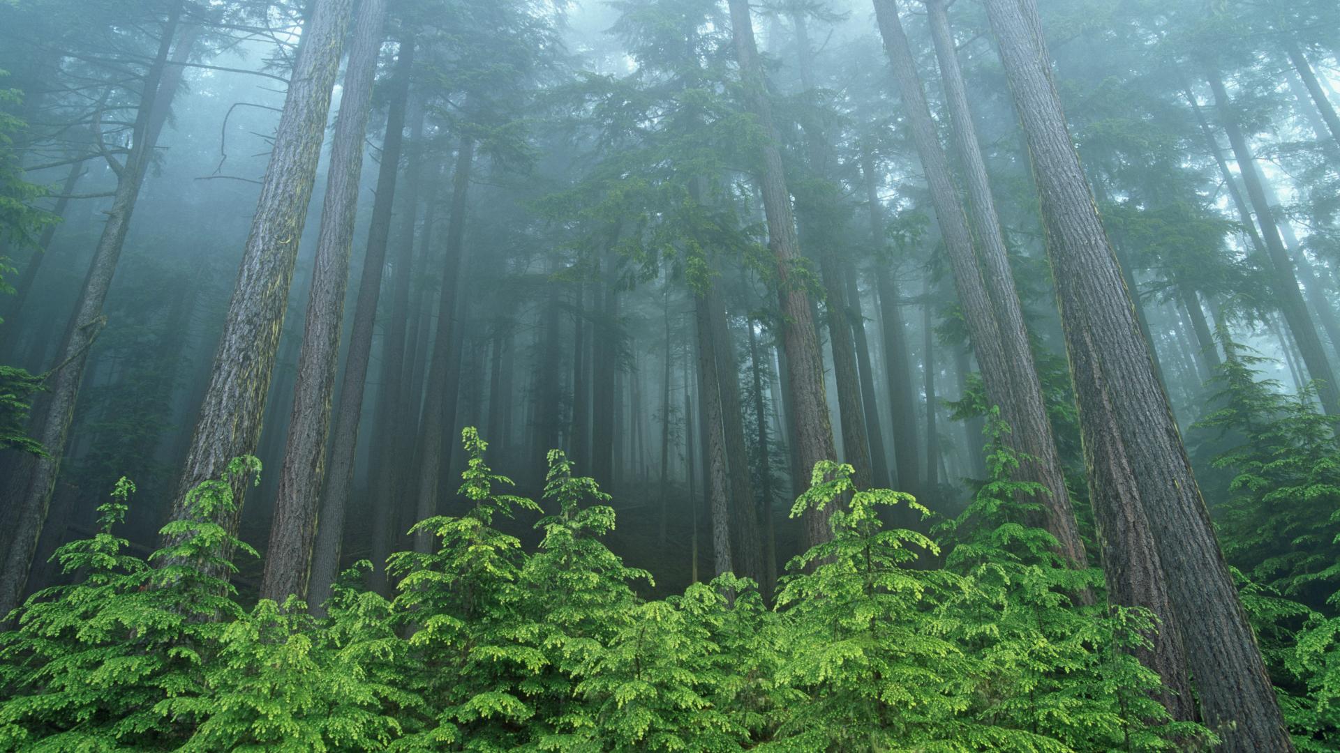 Forest - Washington Evergreen Forests - HD Wallpaper 