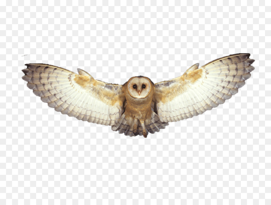 Eared Owl Clipart - HD Wallpaper 