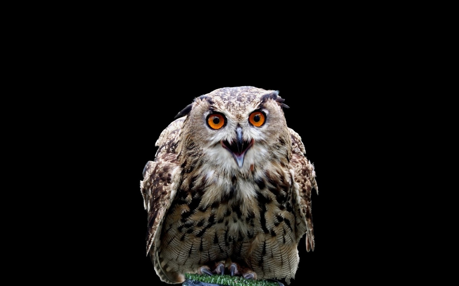 Owl Wallpapers - Owl - HD Wallpaper 