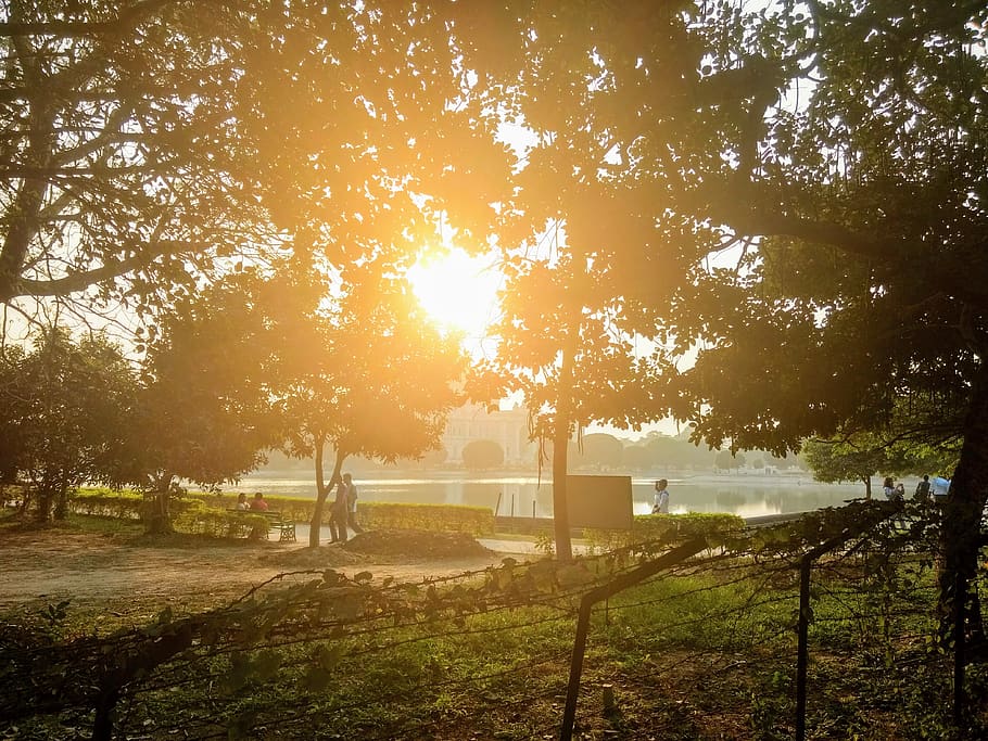 India, Kolkata, Victoria Memorial, Tree, Plant, Sunlight, - Grove - HD Wallpaper 