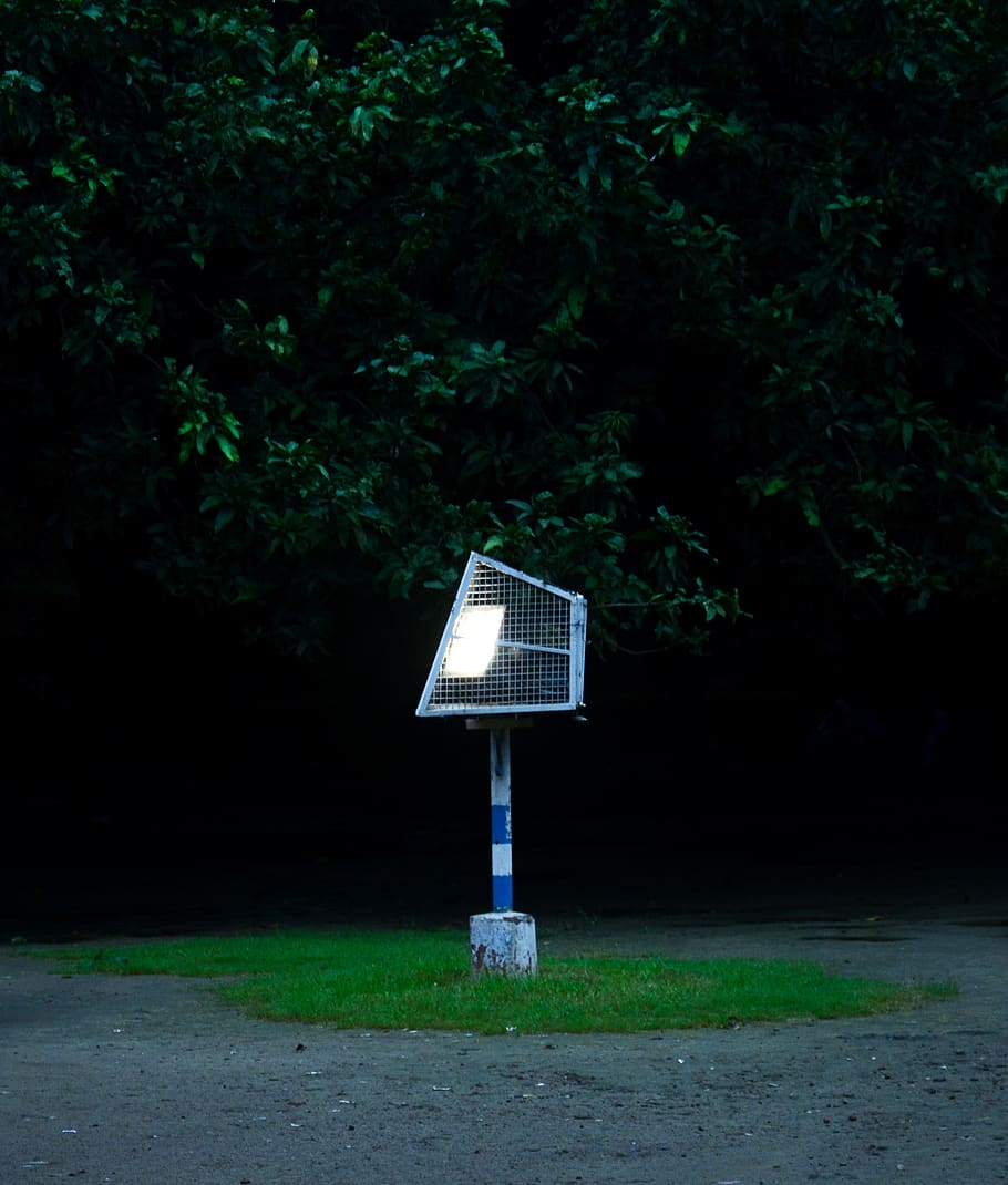 India, Kolkata, Plant, Nature, Tree, No People, Green - Tree - HD Wallpaper 