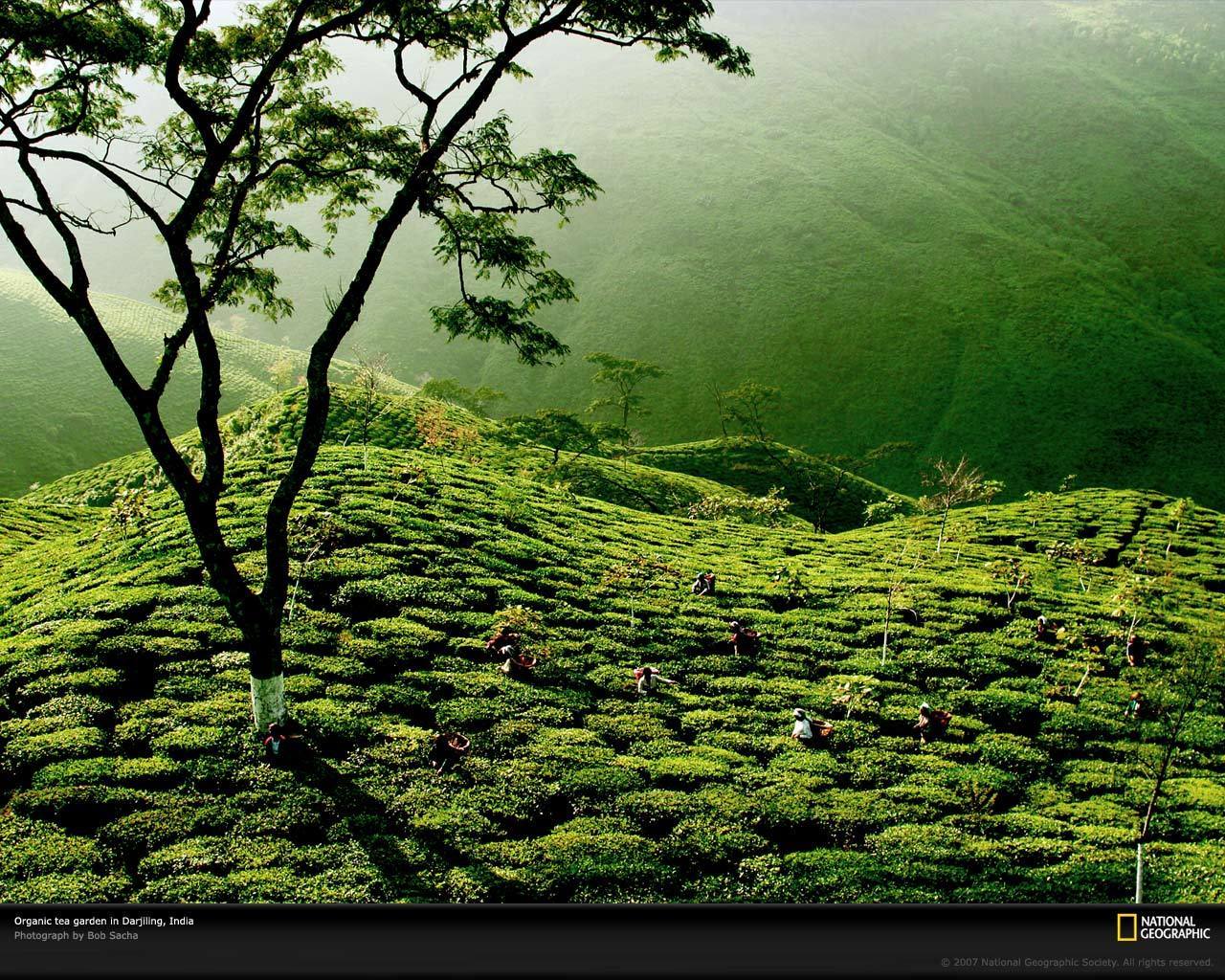 Tea Garden, India - Darjeeling Tea Garden - HD Wallpaper 