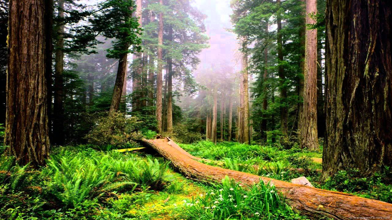 Tv Panasonic Lcd Hd - HD Wallpaper 