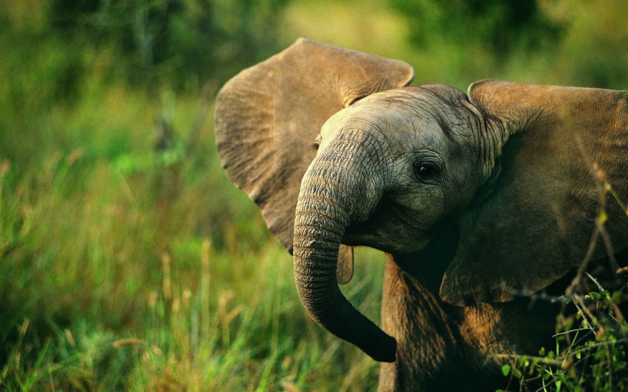 Indian Nature Wallpaper - HD Wallpaper 