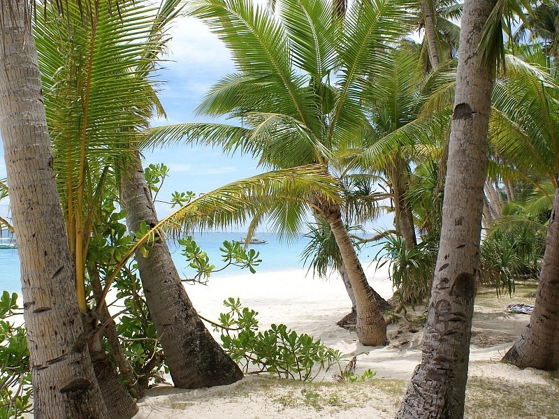 Best Coconut Trees At Beach Wallpaper - Latest Wallpapers For Desktop - HD Wallpaper 