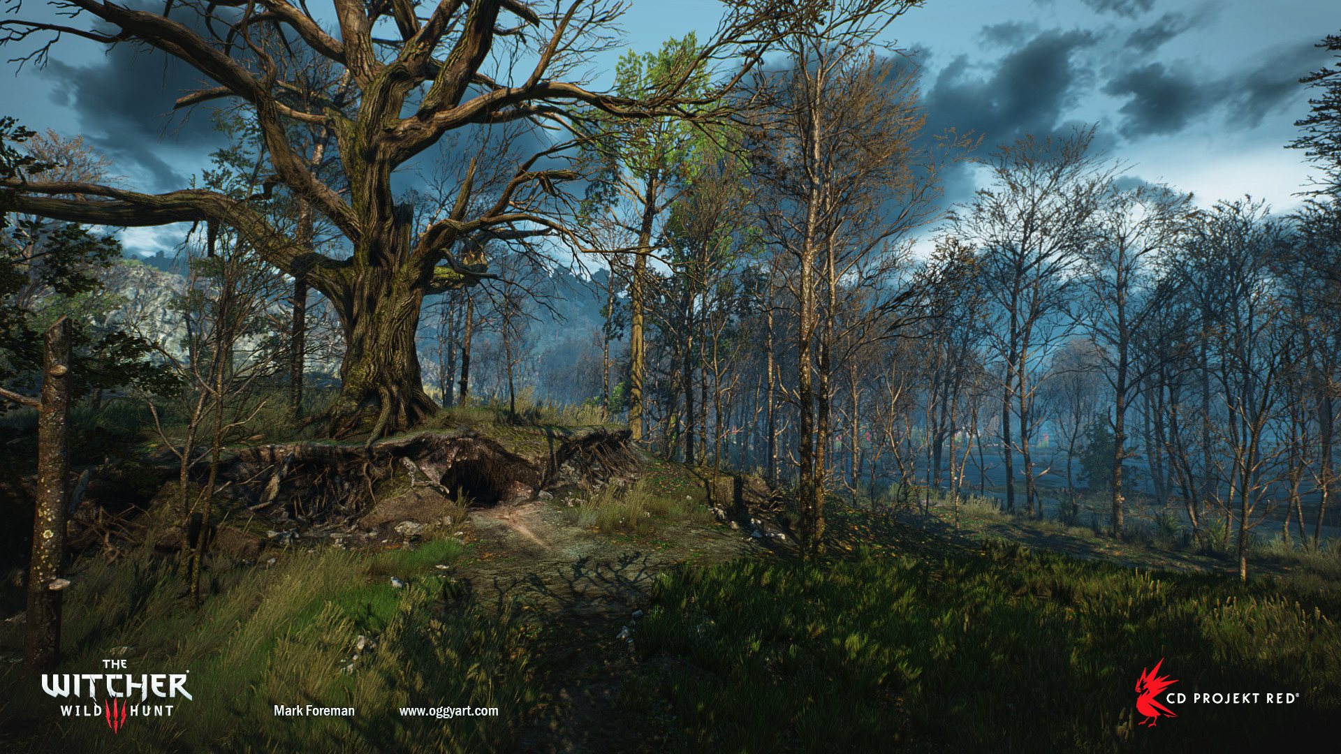 Trees The Witcher 3 Wild Hunt Wallpaper - Witcher - HD Wallpaper 
