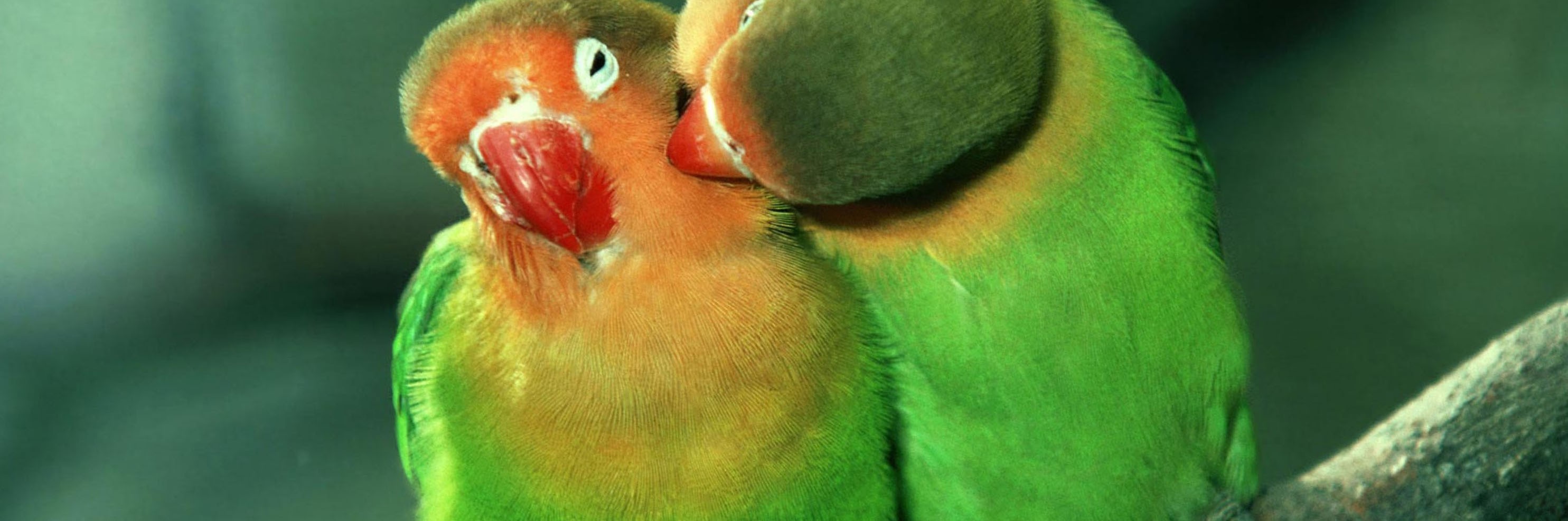 Love Birds Good Morning - HD Wallpaper 
