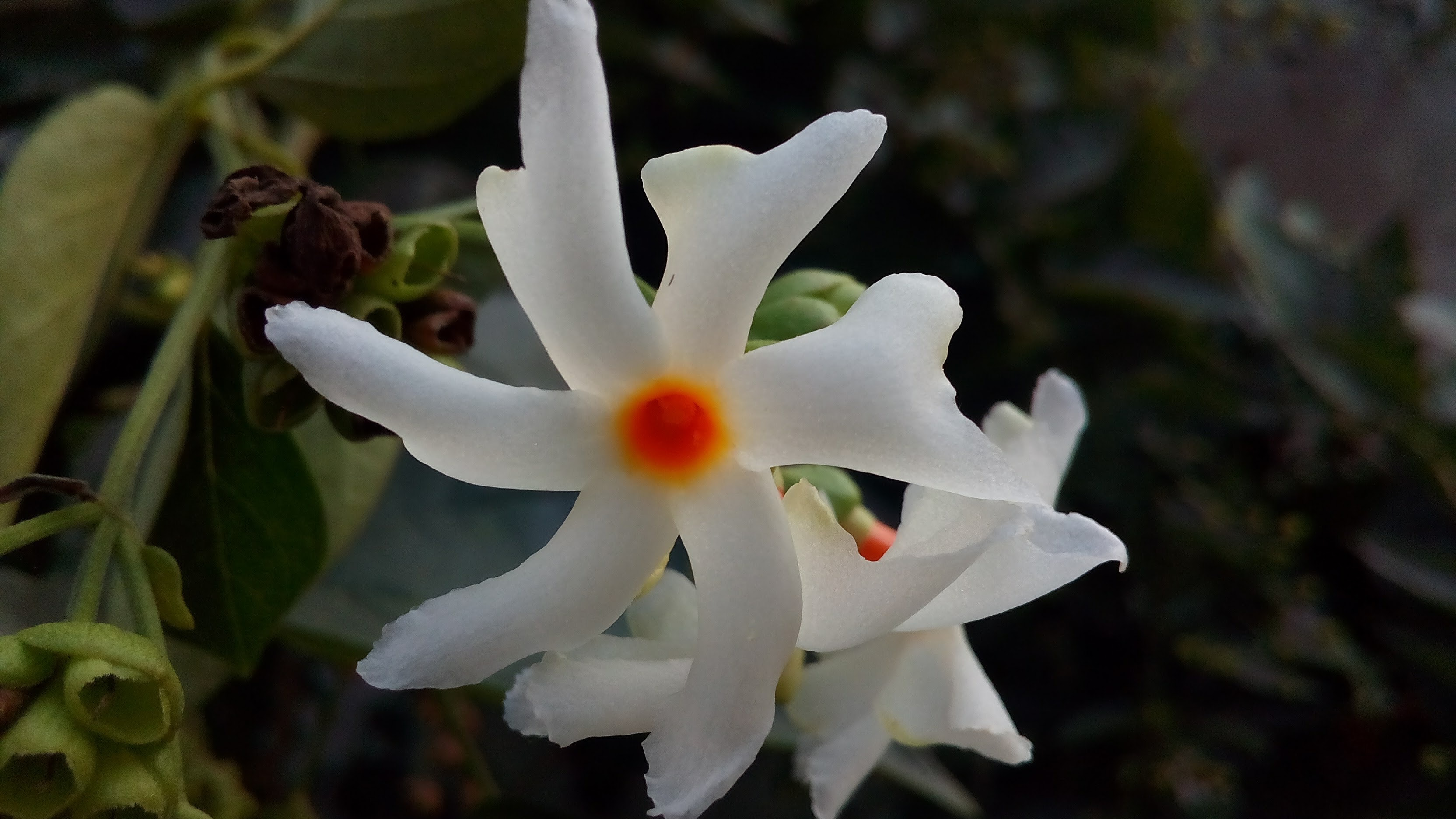 Night-flowering Jasmine - HD Wallpaper 