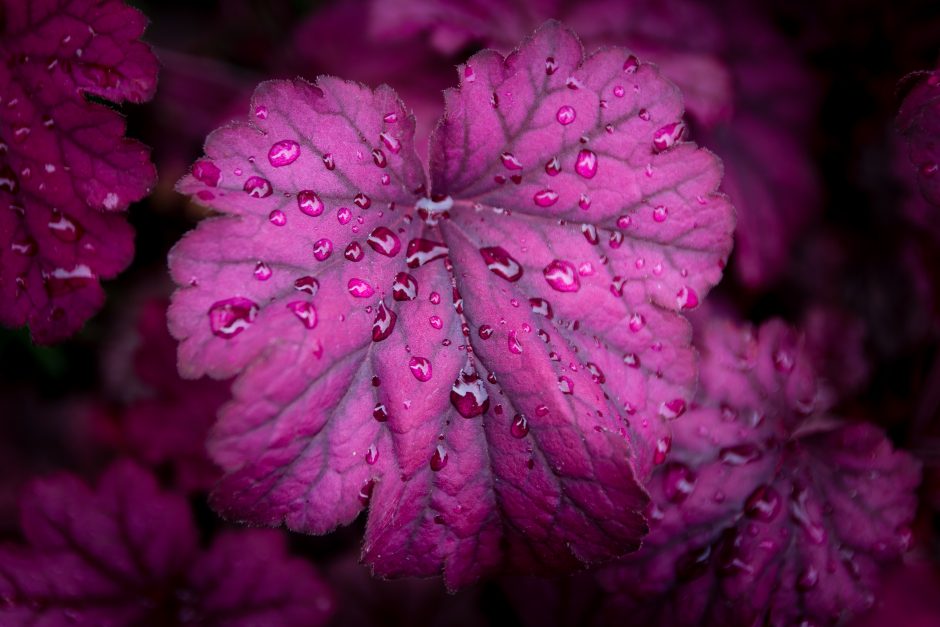 Heuchera After Rain - Nature Wallpaper Of Rain - HD Wallpaper 