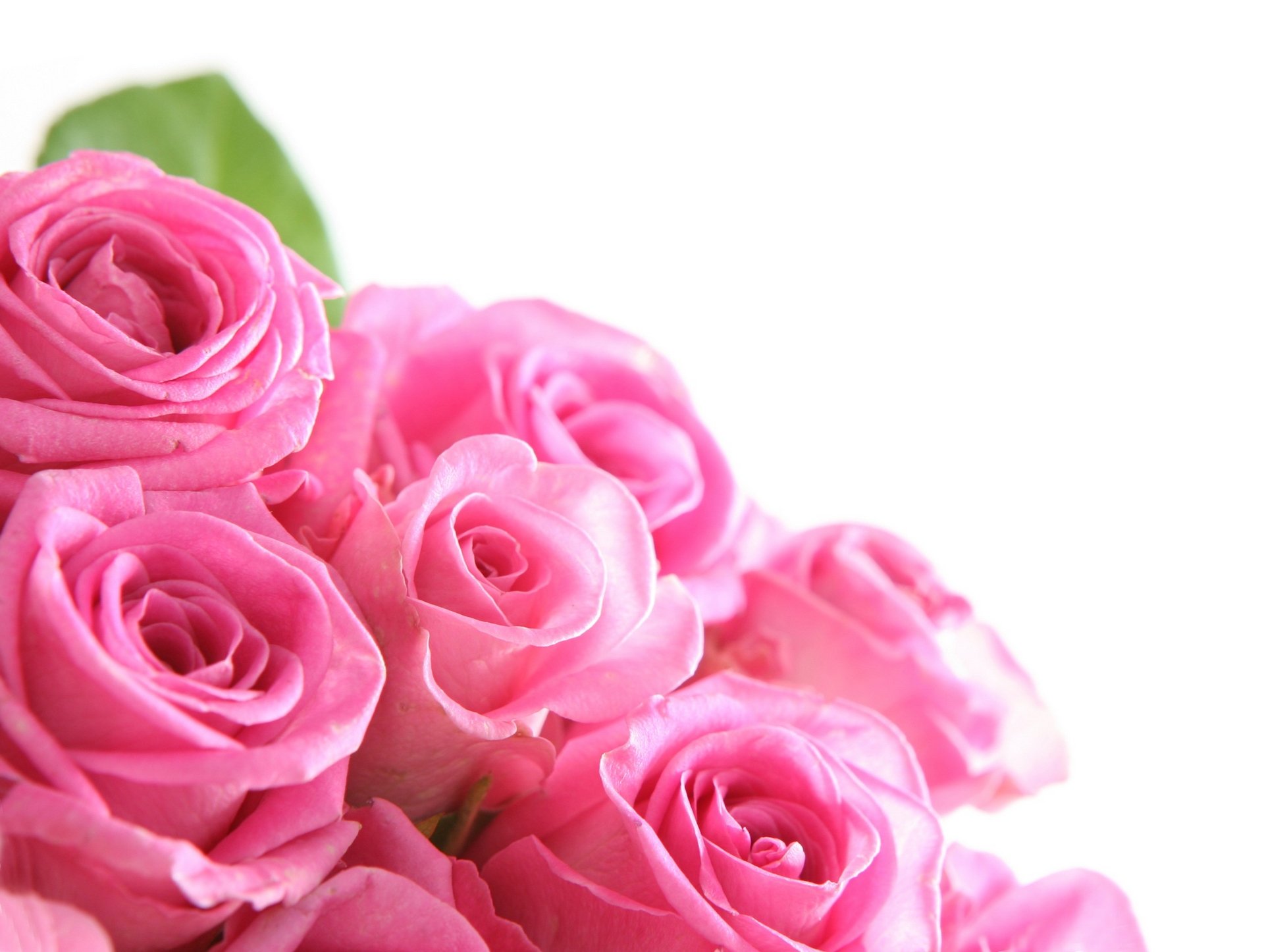 Rose Colour Rose Flower Png - 1920x1446 Wallpaper Rose Colour Rose Flower Png - 1920x1446 Wallpaper
