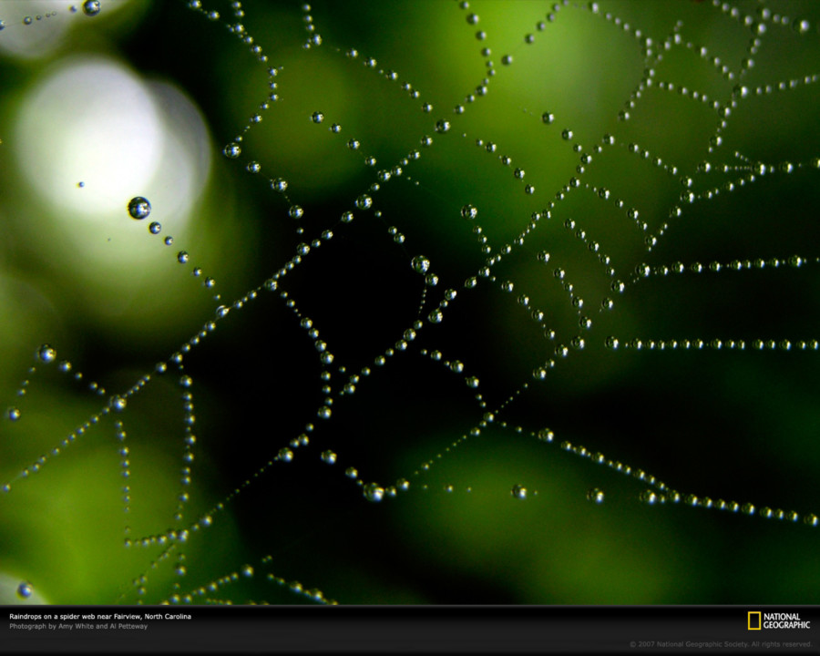 Rainfall Wallpaper Rain Hd Rain Background Nature Wallpaper - Spider Web - HD Wallpaper 