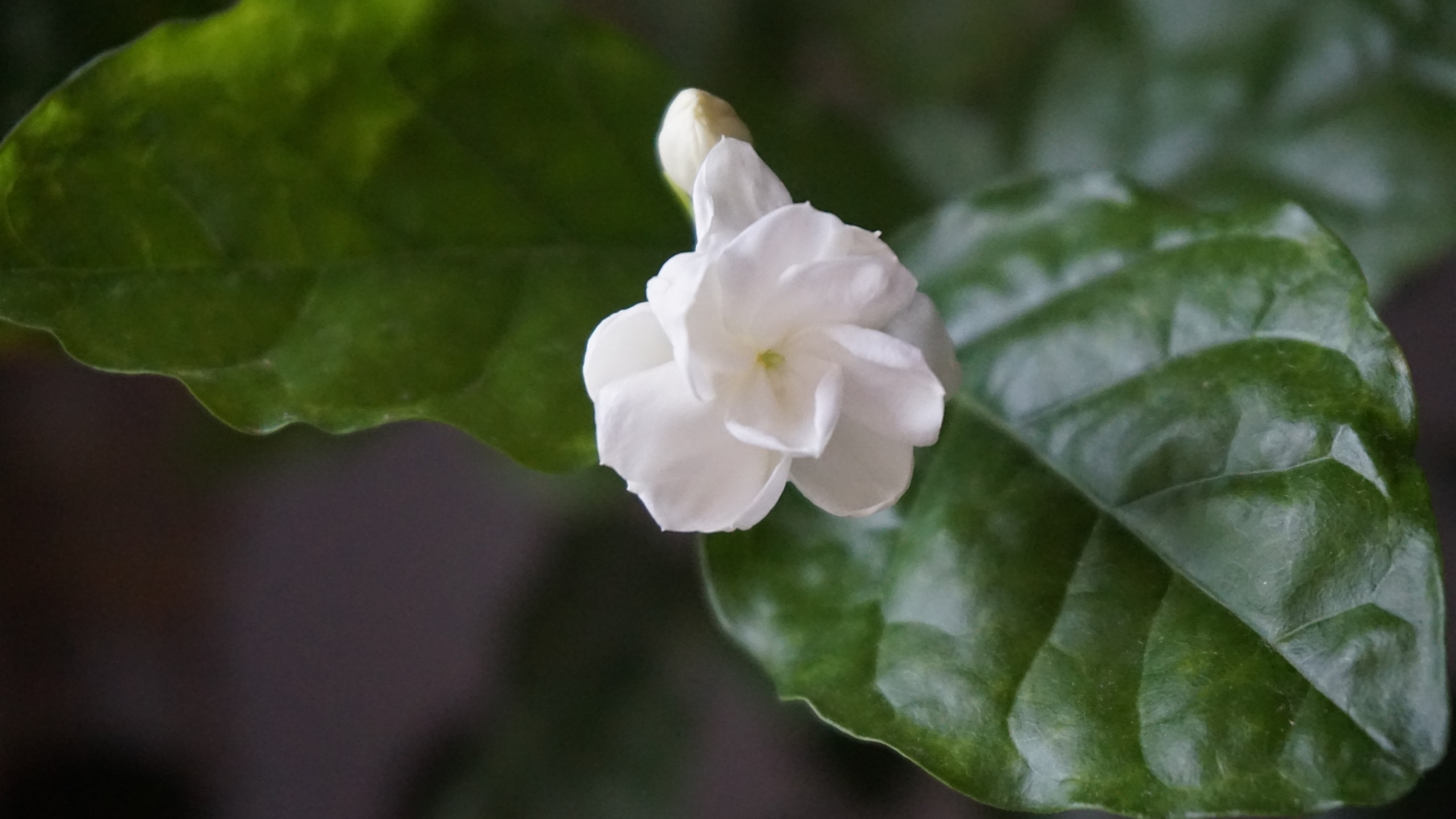 Close-up - HD Wallpaper 