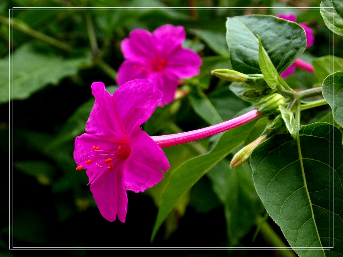 Jasmine Flowers Hd - HD Wallpaper 