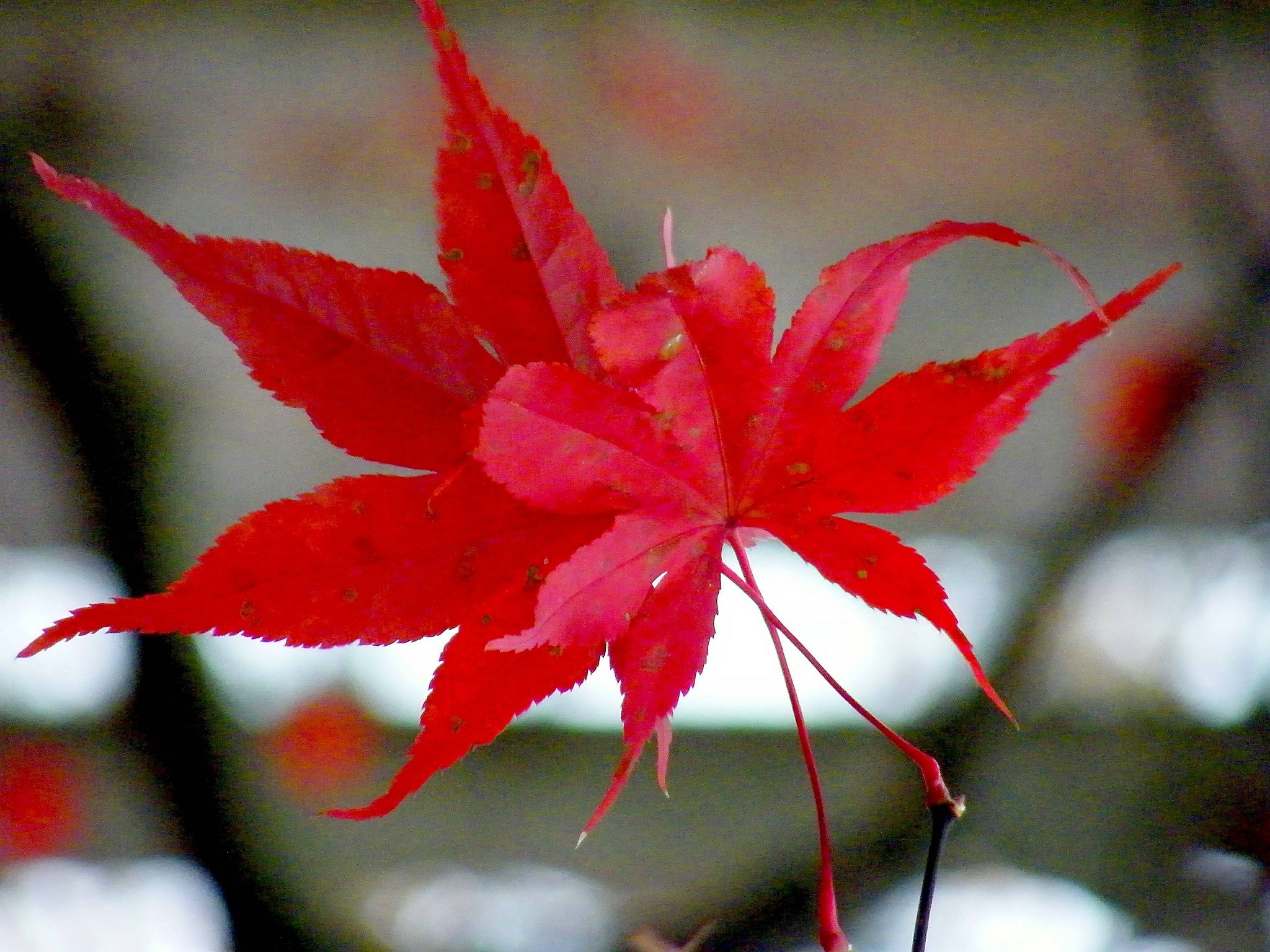 Maple Leaf - HD Wallpaper 