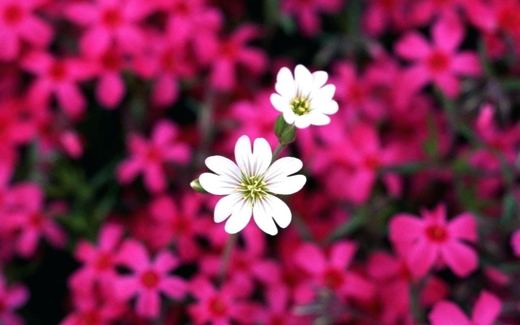 Flowers Hd Wallpaper Jasmine Flower Hd Wallpapers For - Flowers Wallpaper Hd For Desktop - 1024x640 Wallpaper Flowers Hd Wallpaper Jasmine Flower Hd Wallpapers For - Flowers Wallpaper Hd For Desktop - 1024x640 Wallpaper