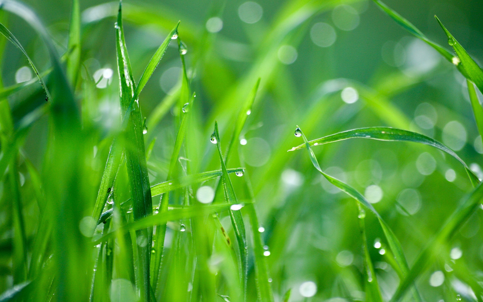 Rain On Green Grass - 1920x1200 Wallpaper 