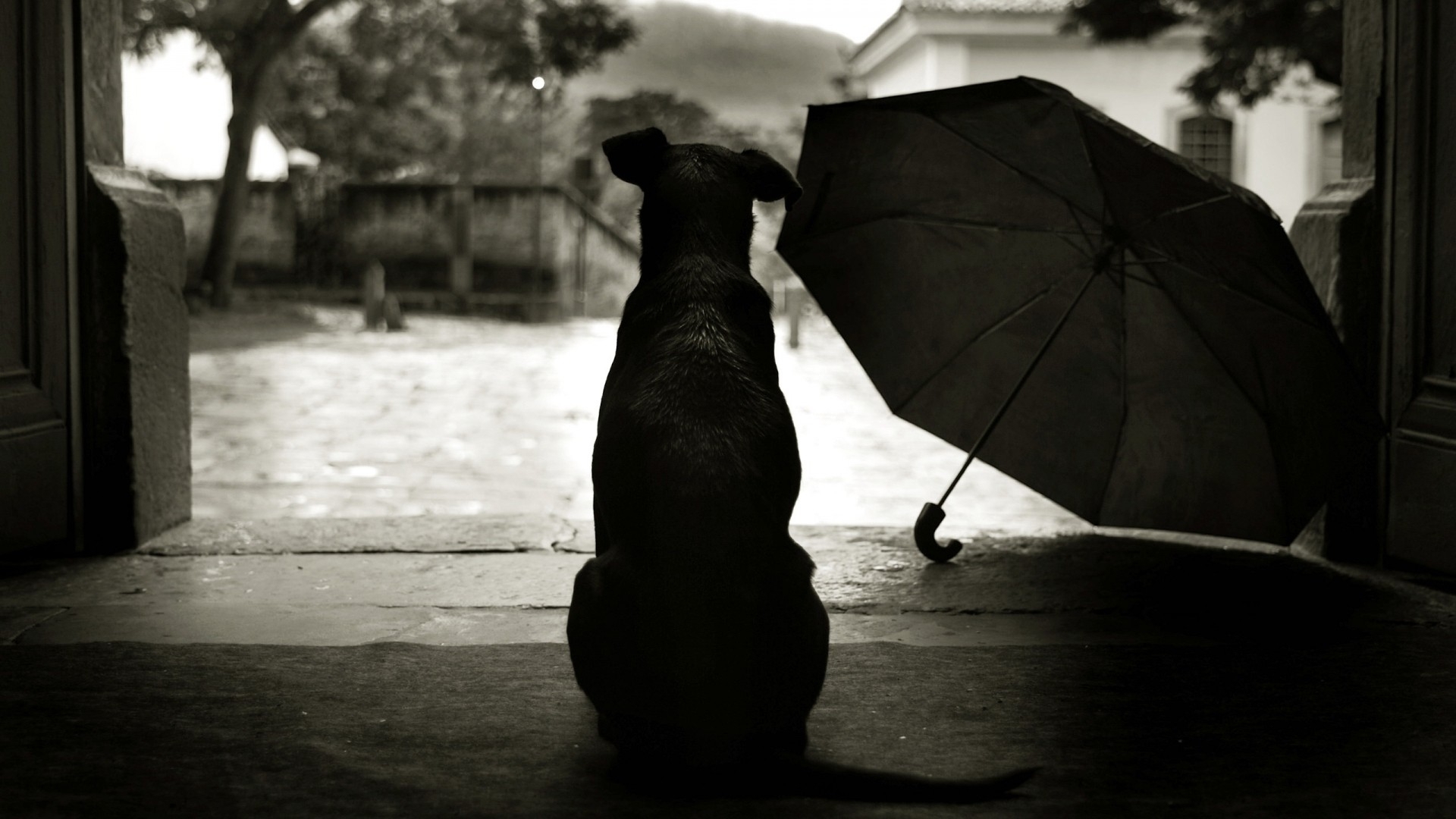 Dog Alone In The Rain - HD Wallpaper 