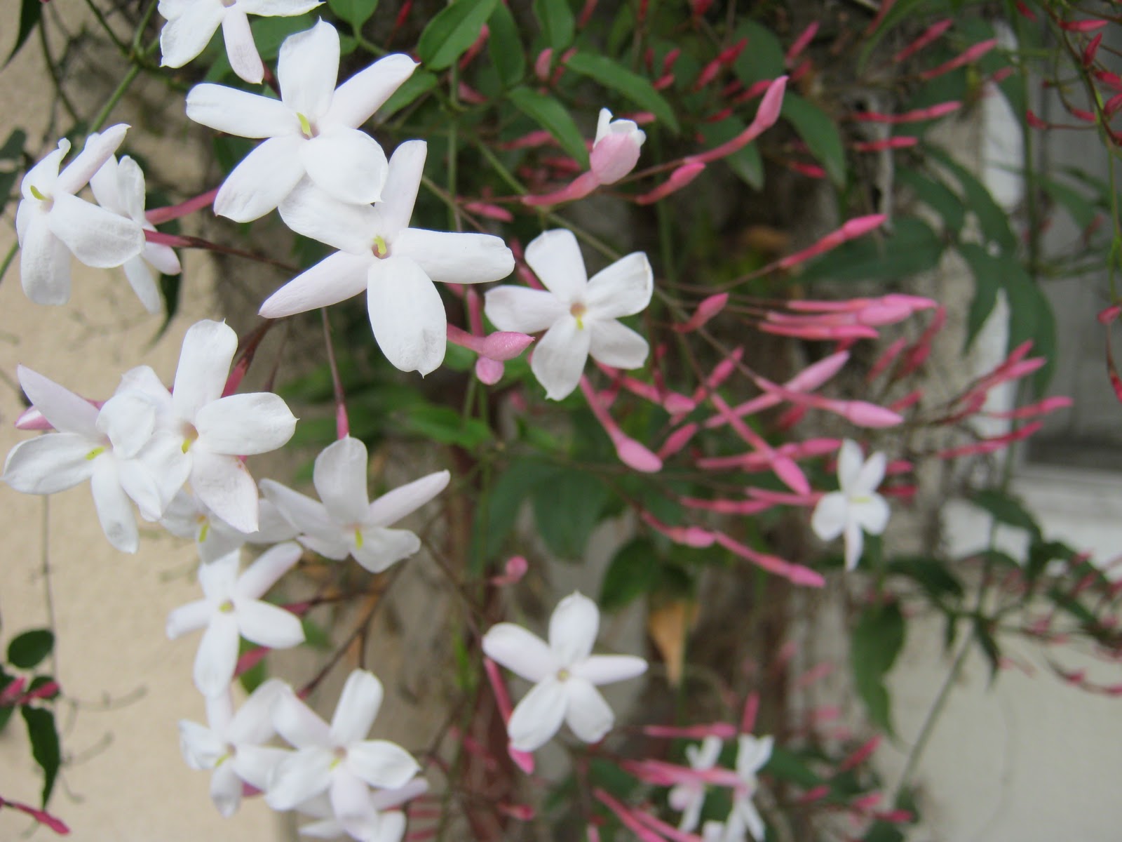 Pink Jasmine Flowers - HD Wallpaper 