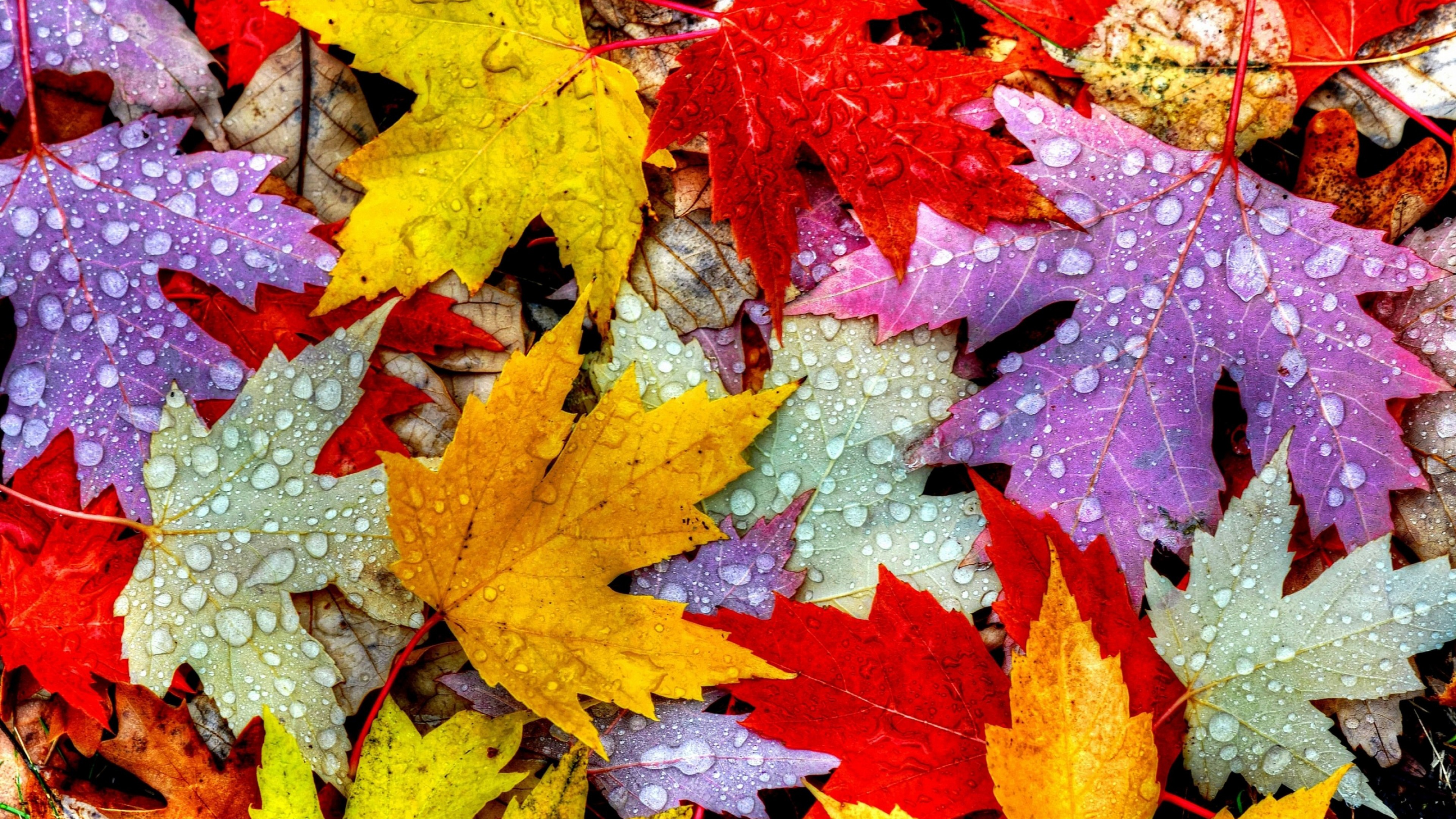 Leaves Wallpaper Autumn - HD Wallpaper 