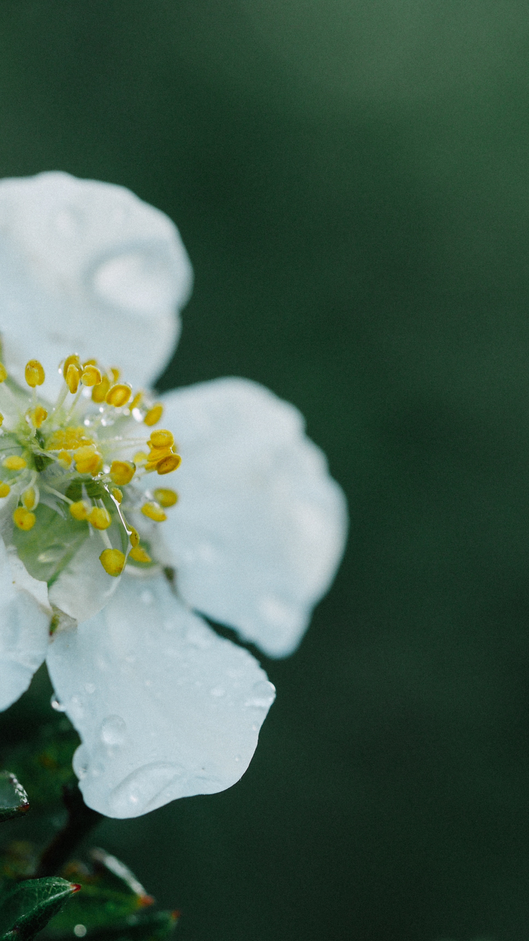Rain, Nature Iphone Wallpaper - Constellation - HD Wallpaper 