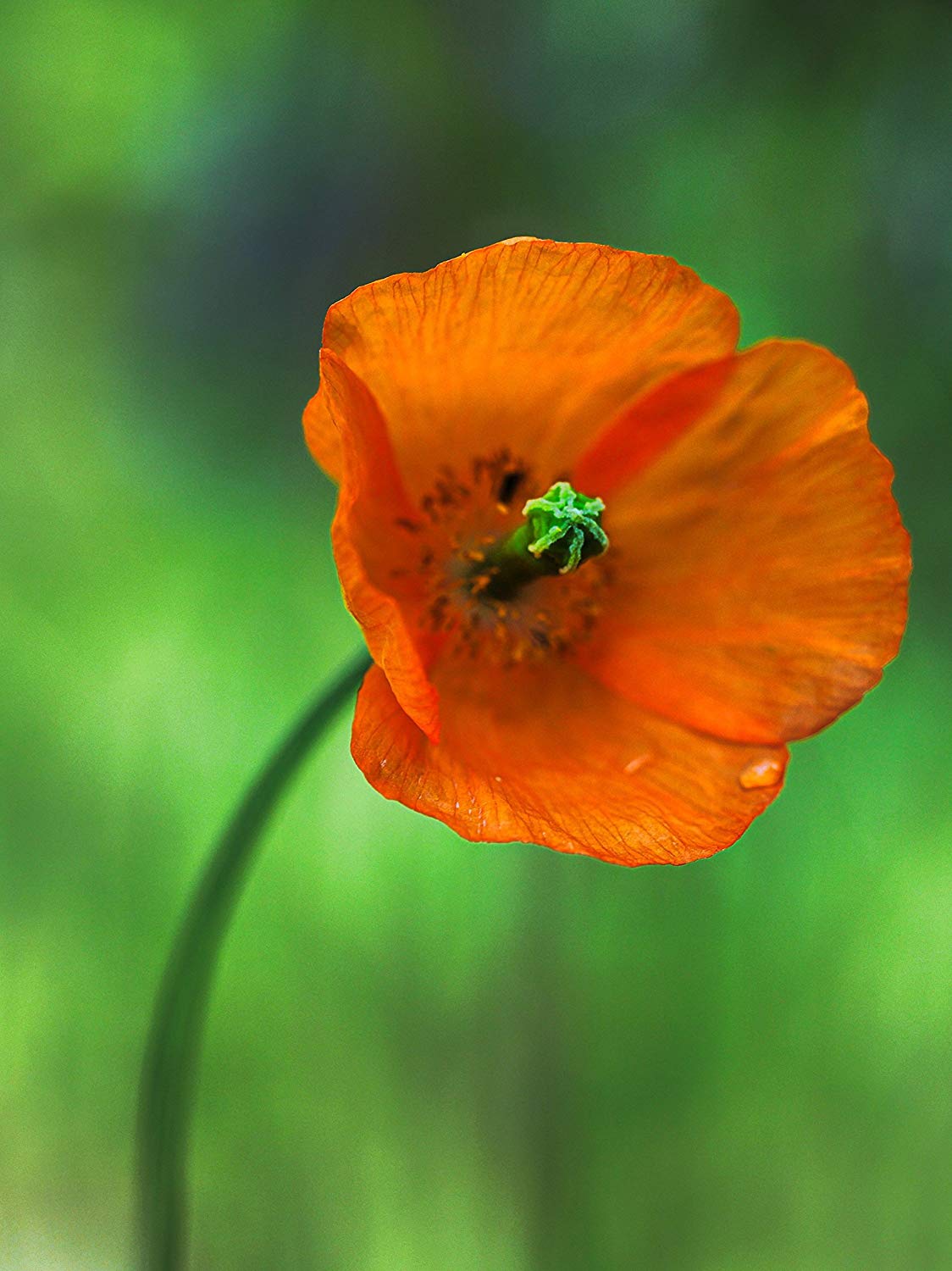 Professional Photography Pictures Nature - HD Wallpaper 