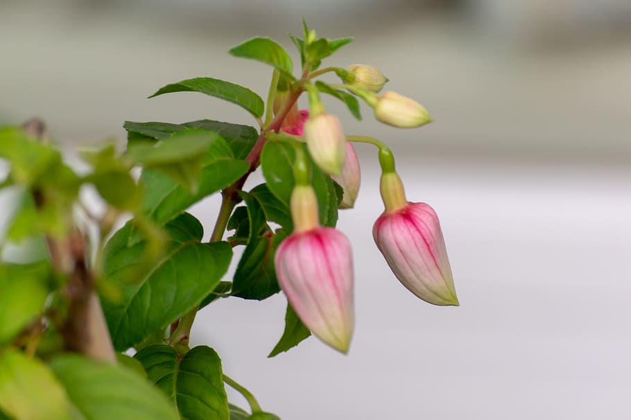 Red, Green, Nature, Flowers, Beautiful, Rain, Bloom, - Bud - HD Wallpaper 