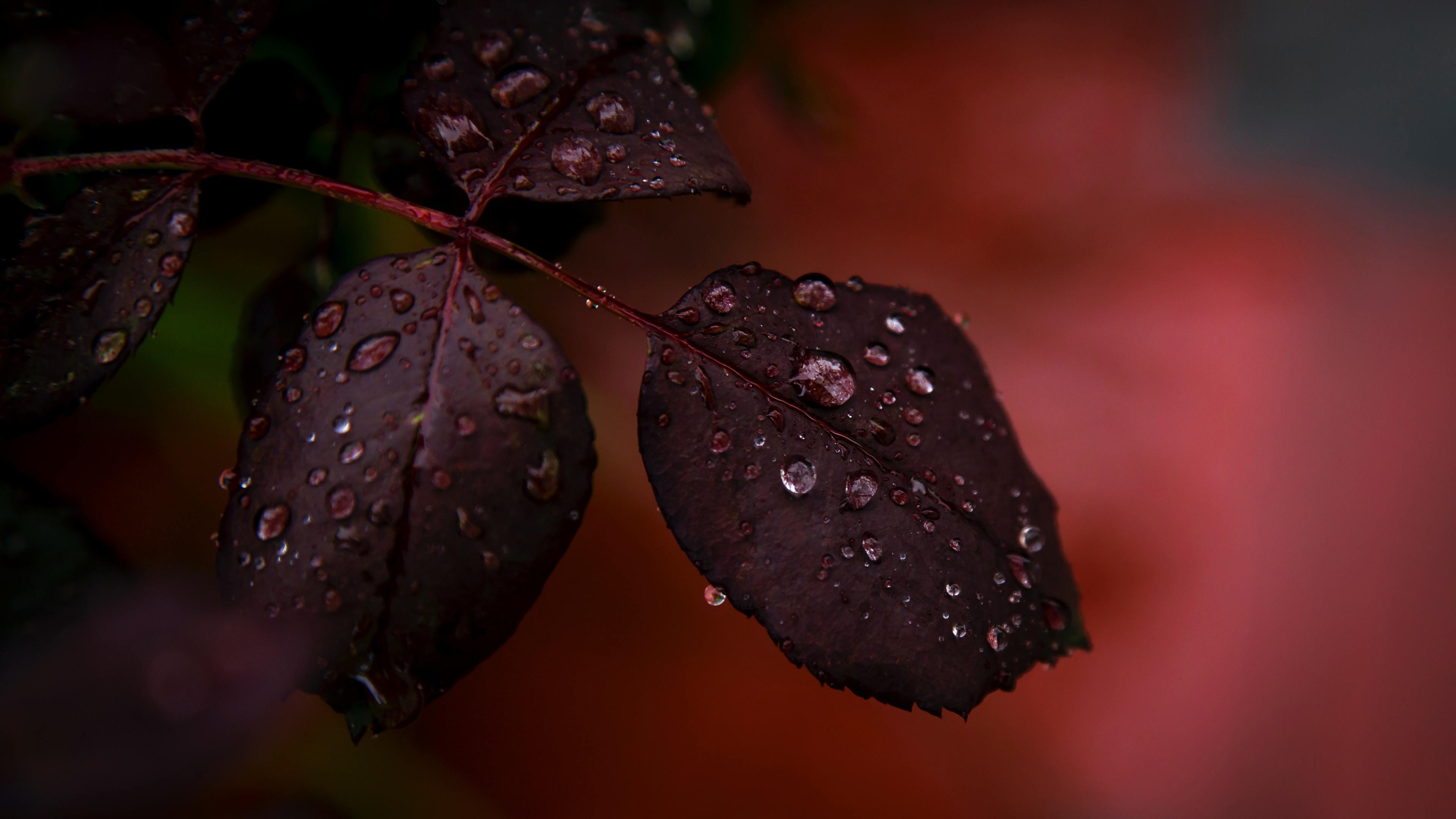 Red Leaf Droplets Dewdrops Macro Rain 4k - Leaf - HD Wallpaper 