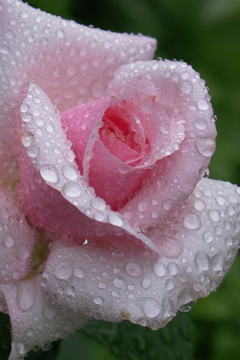 Wallpaper Rose, Flower, Bud, Leaf, Drop, Rain, Beautiful - Beautiful Mobile Wallpaper Rain - HD Wallpaper 