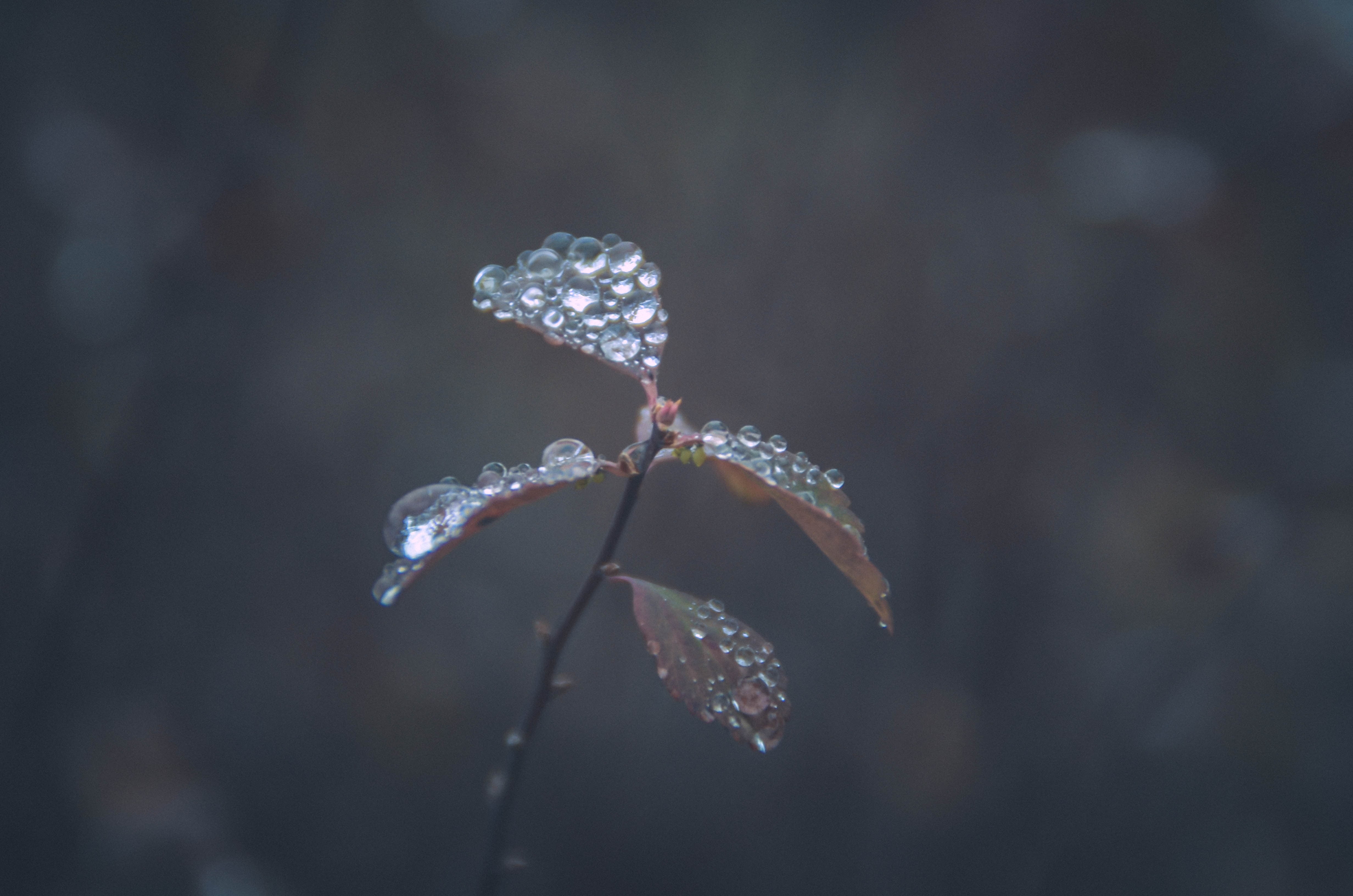 Flowers In Rain Photography - HD Wallpaper 