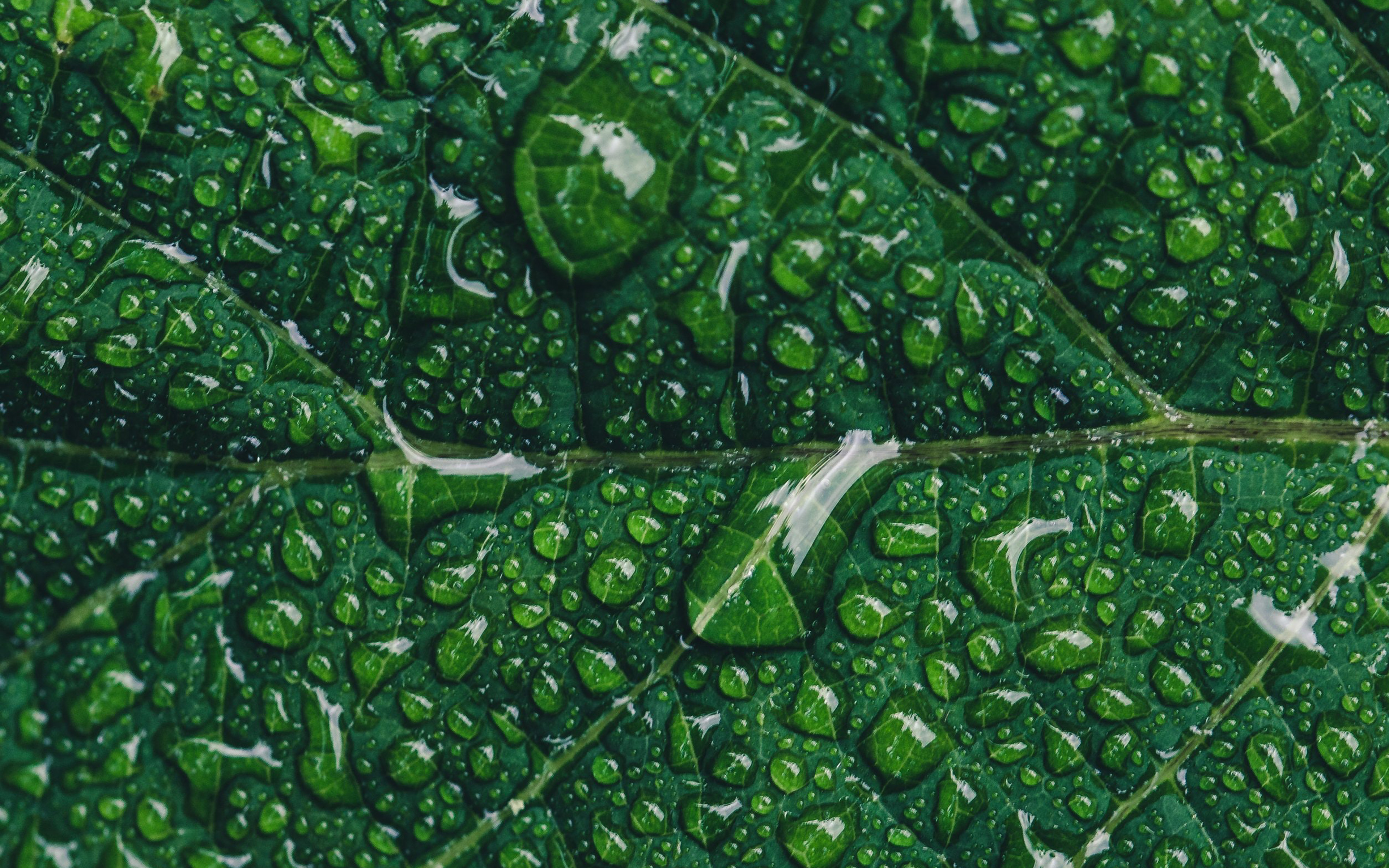 Green Leaf Wallpaper Hd - HD Wallpaper 